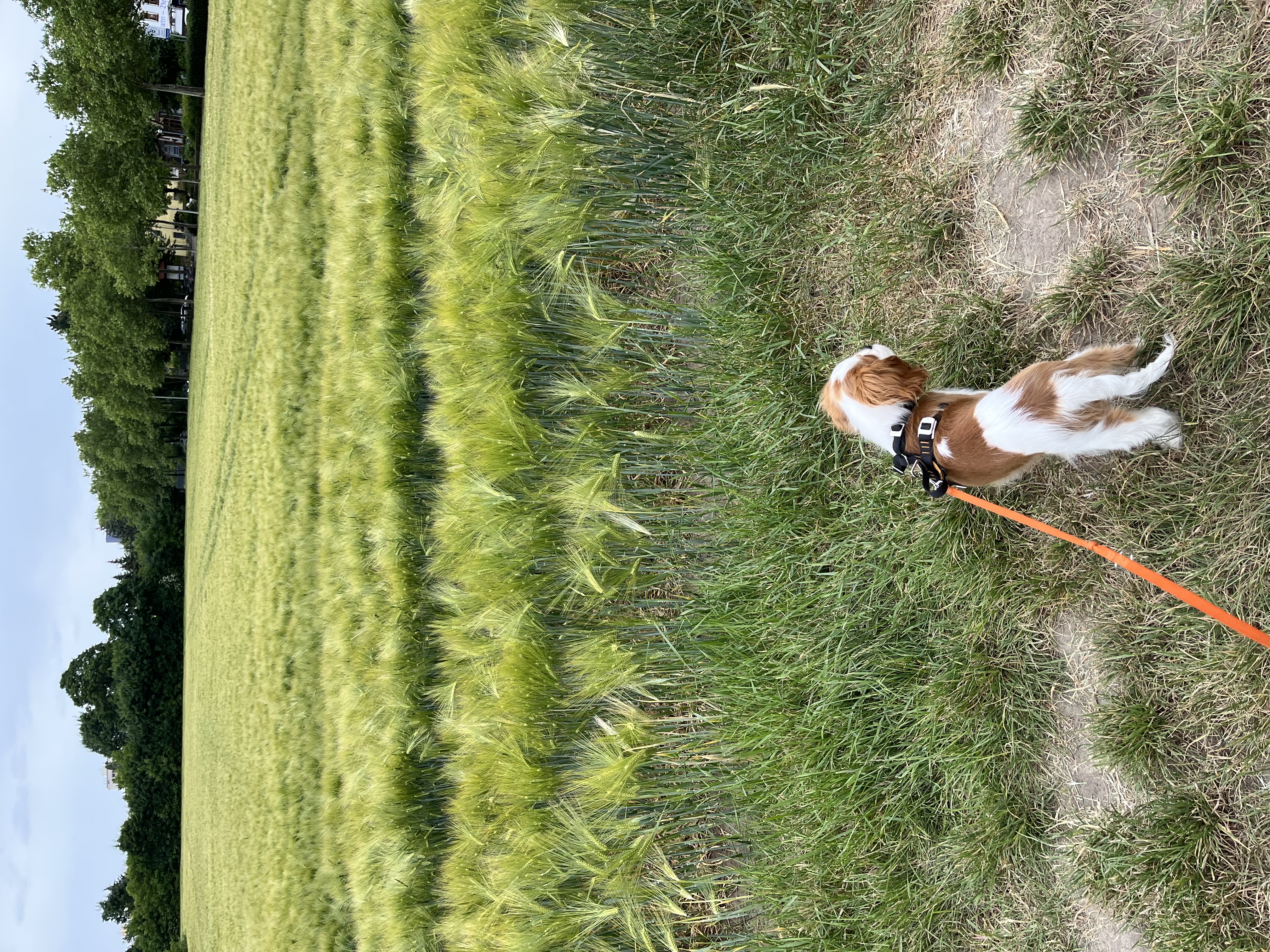 image-9