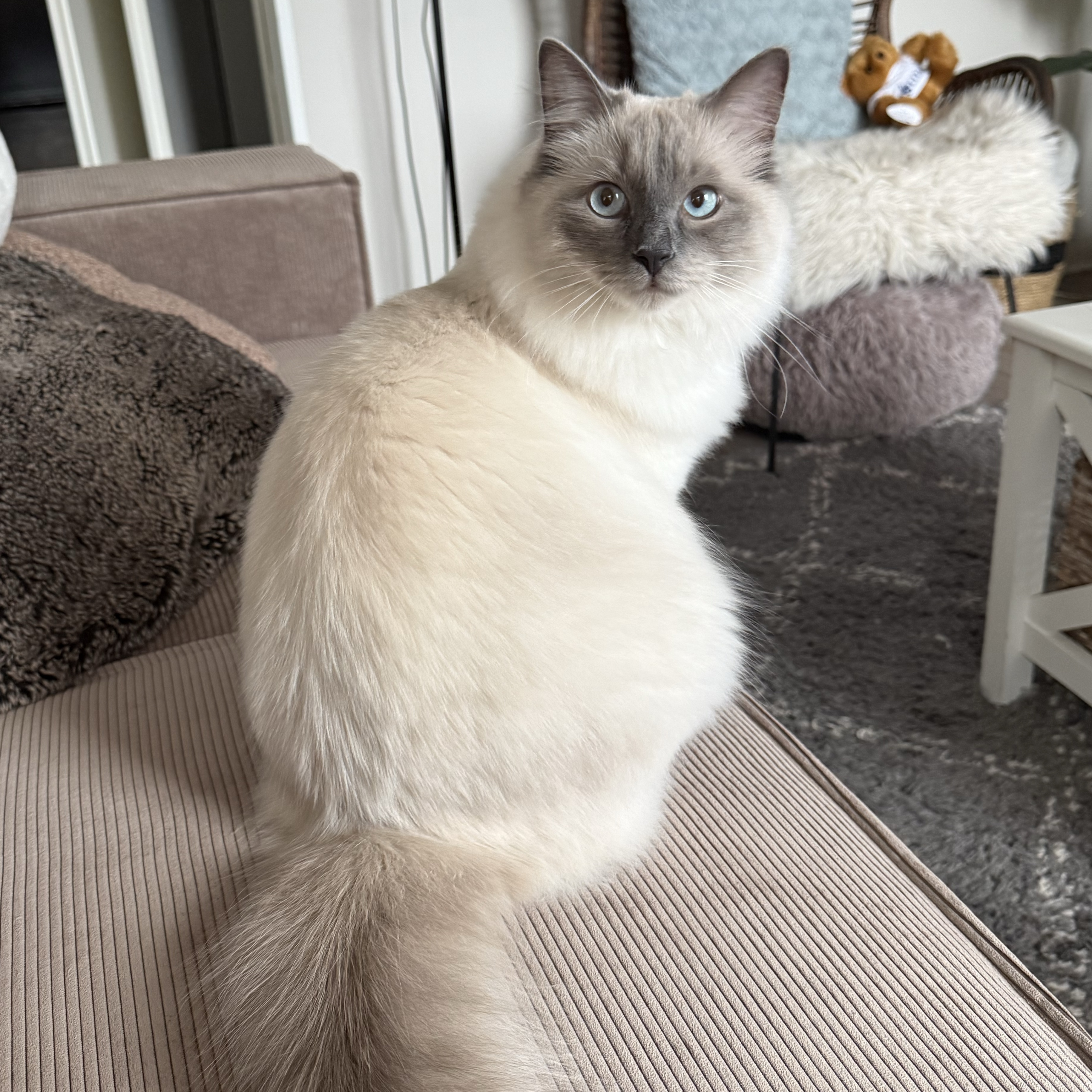 Lumi