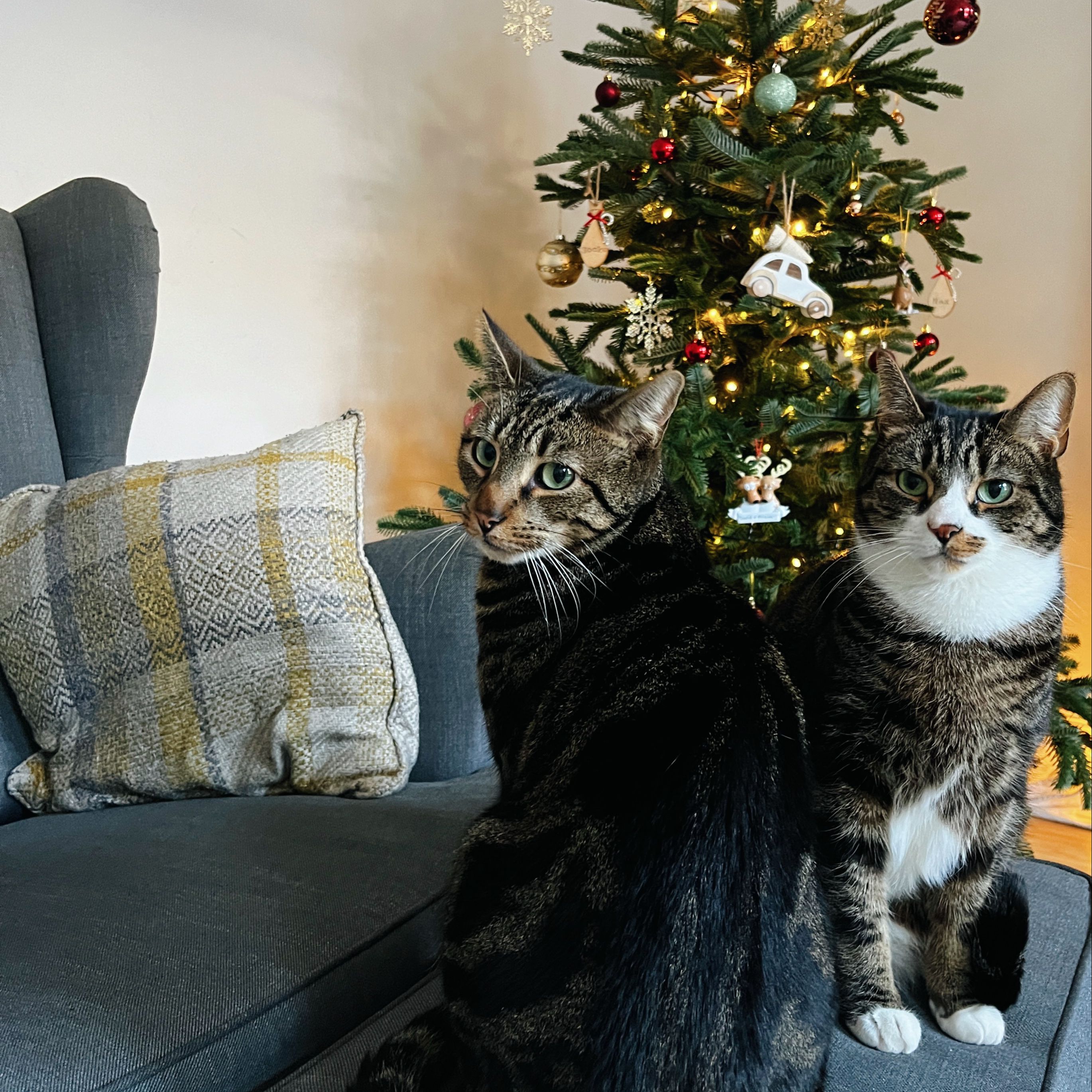 Max and Socks