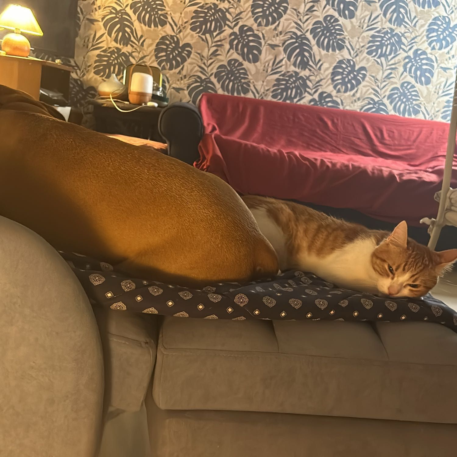 sabato