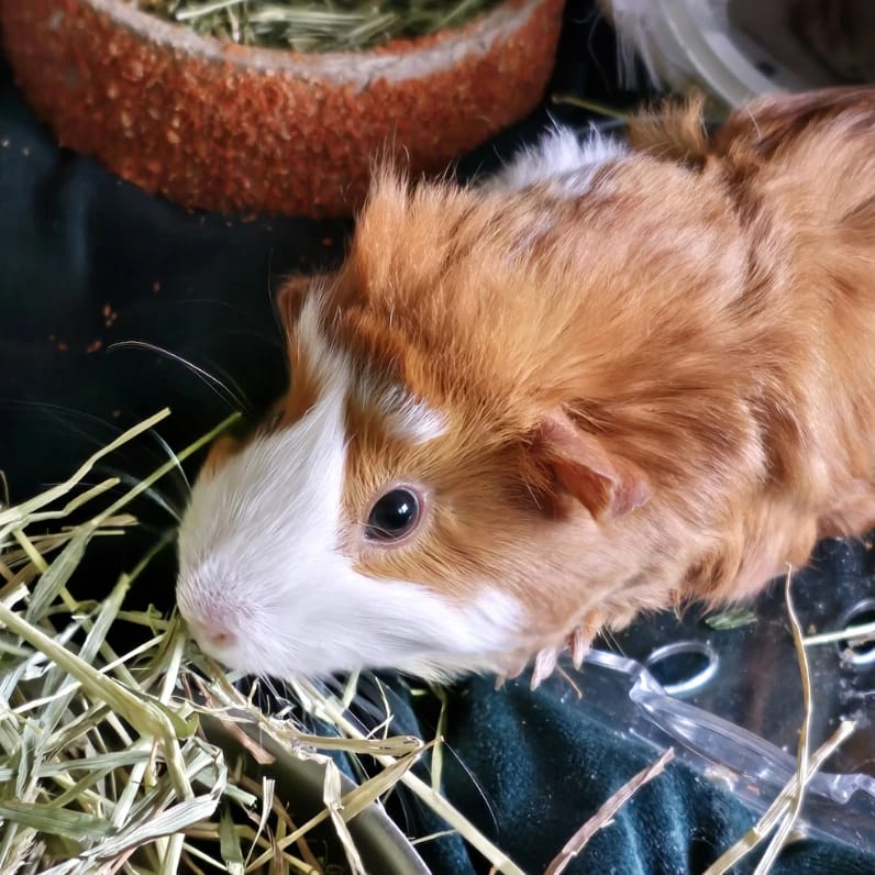 Banoffee