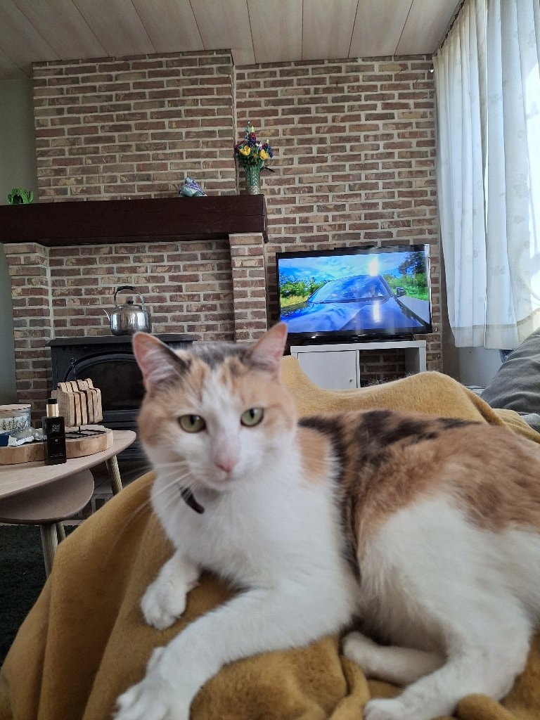 Poes