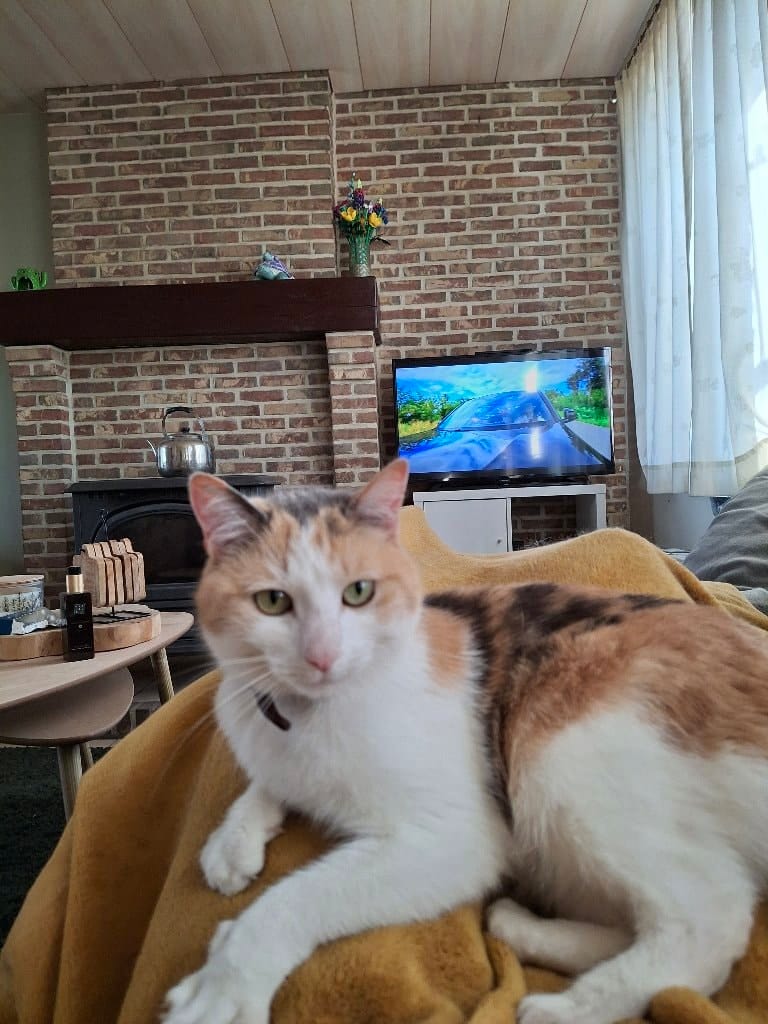 Poes