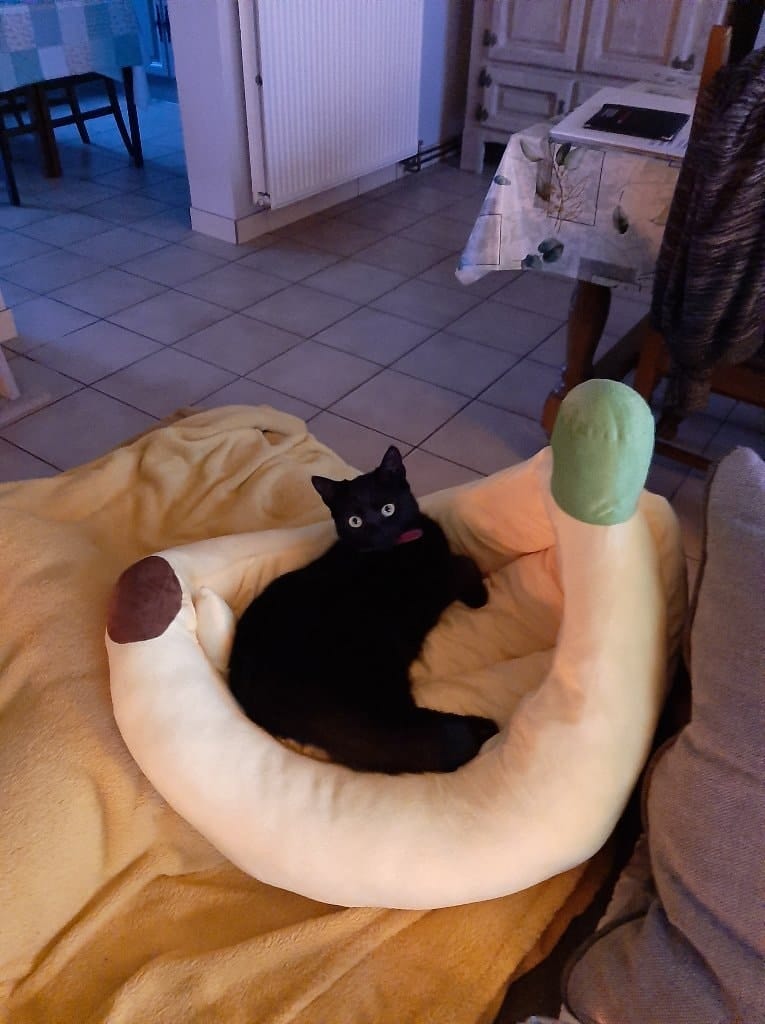 Ninja