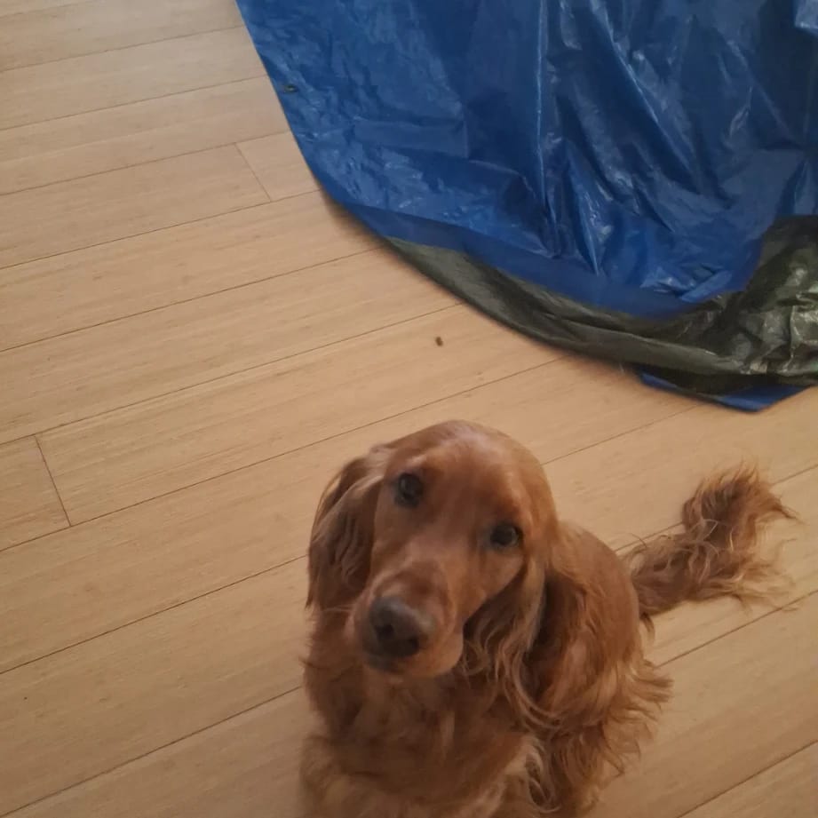 Simba