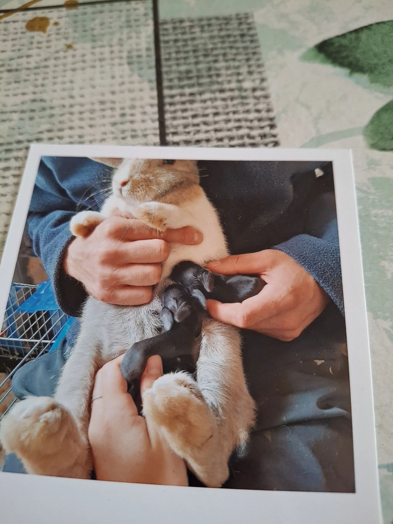 image-8