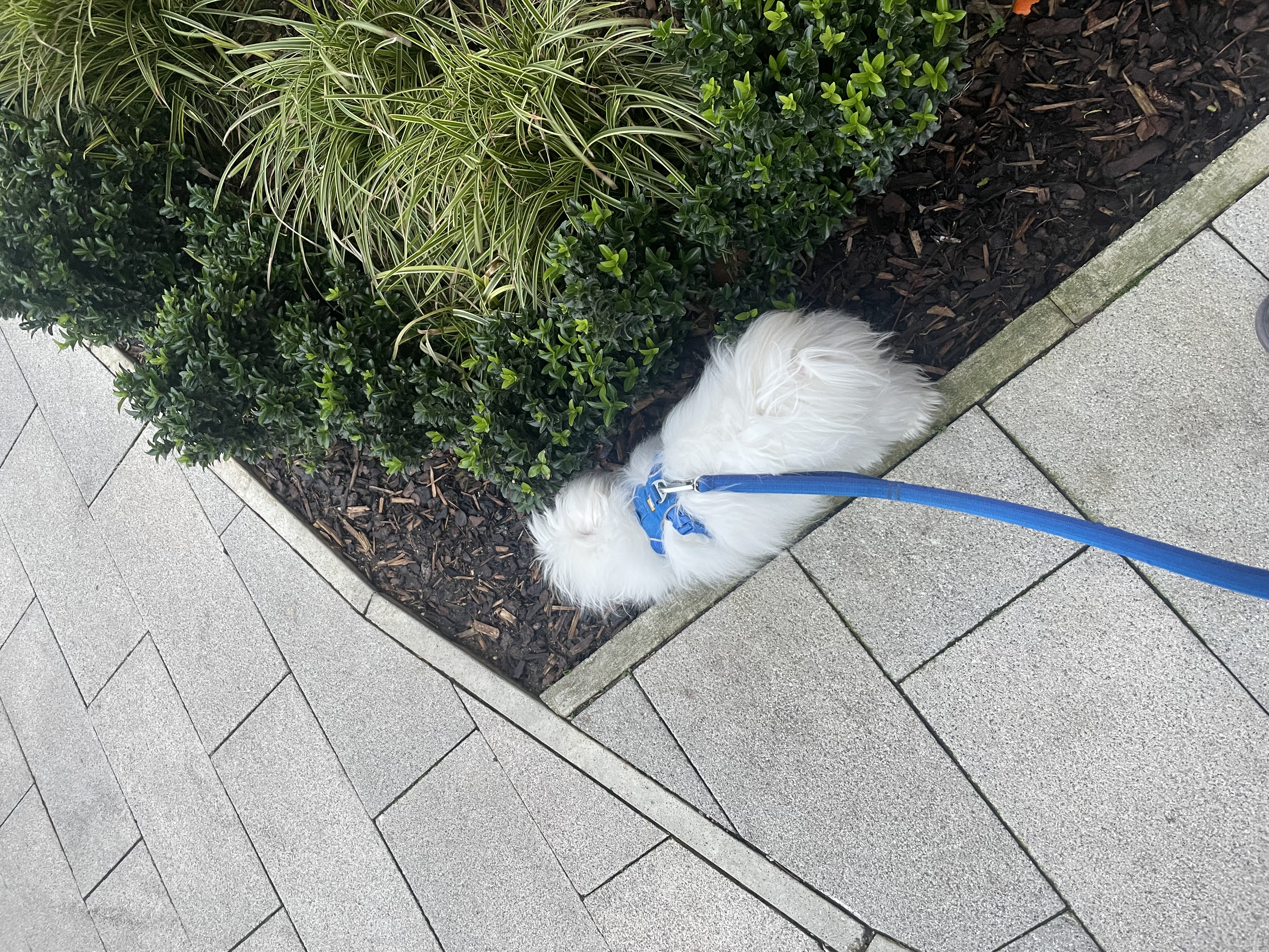 image-18