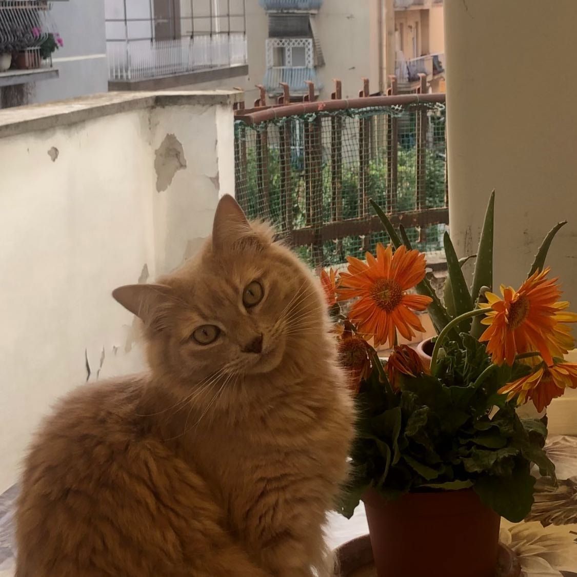 Circe