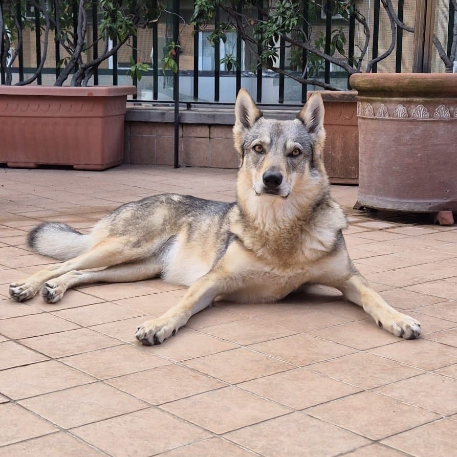Nala