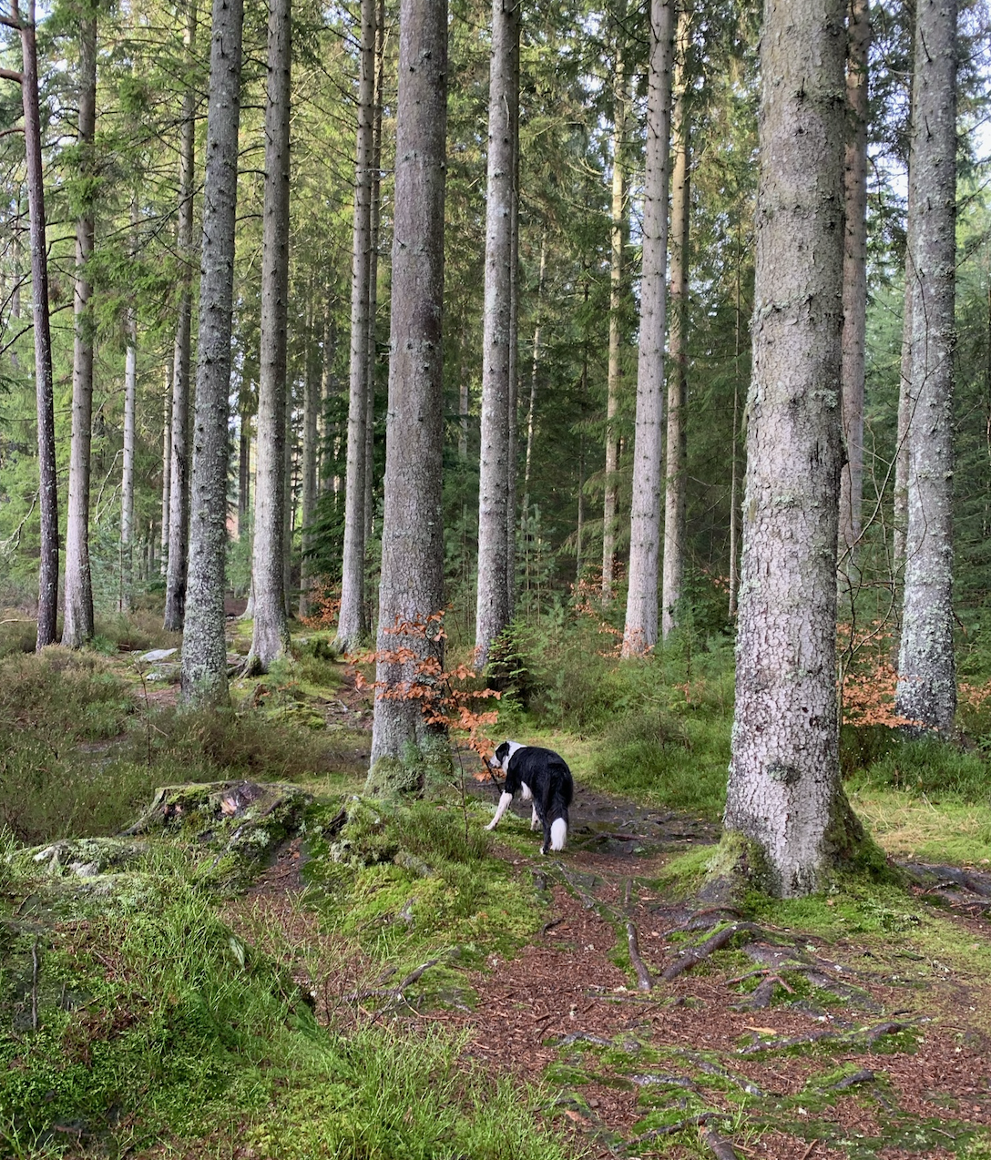 image-8
