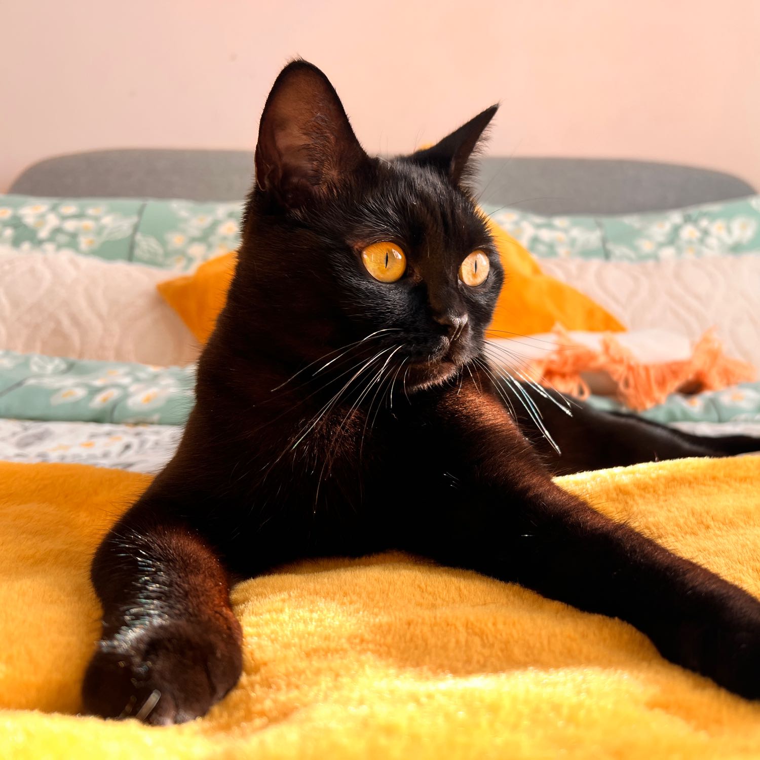 Sheba