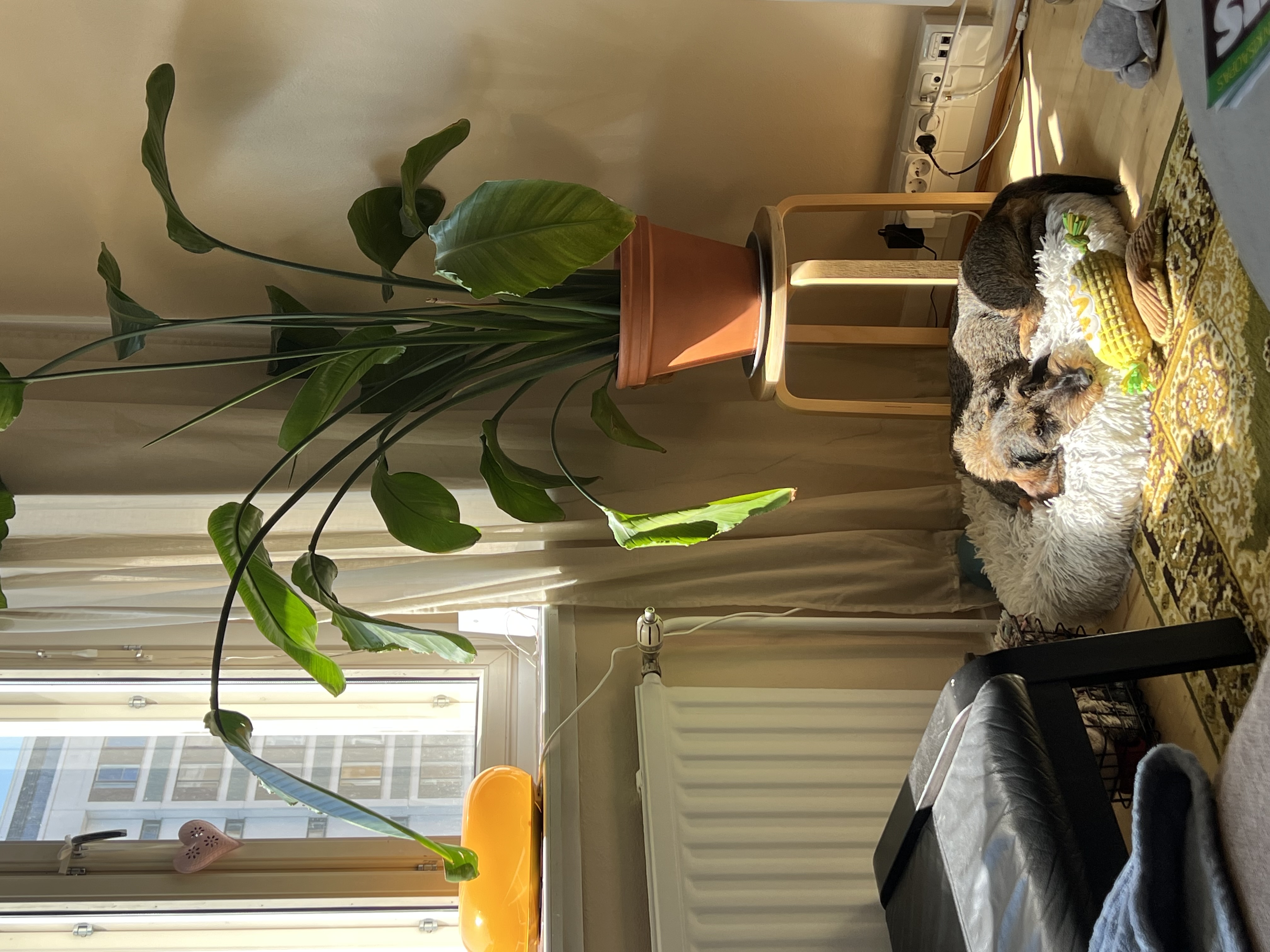 image-19