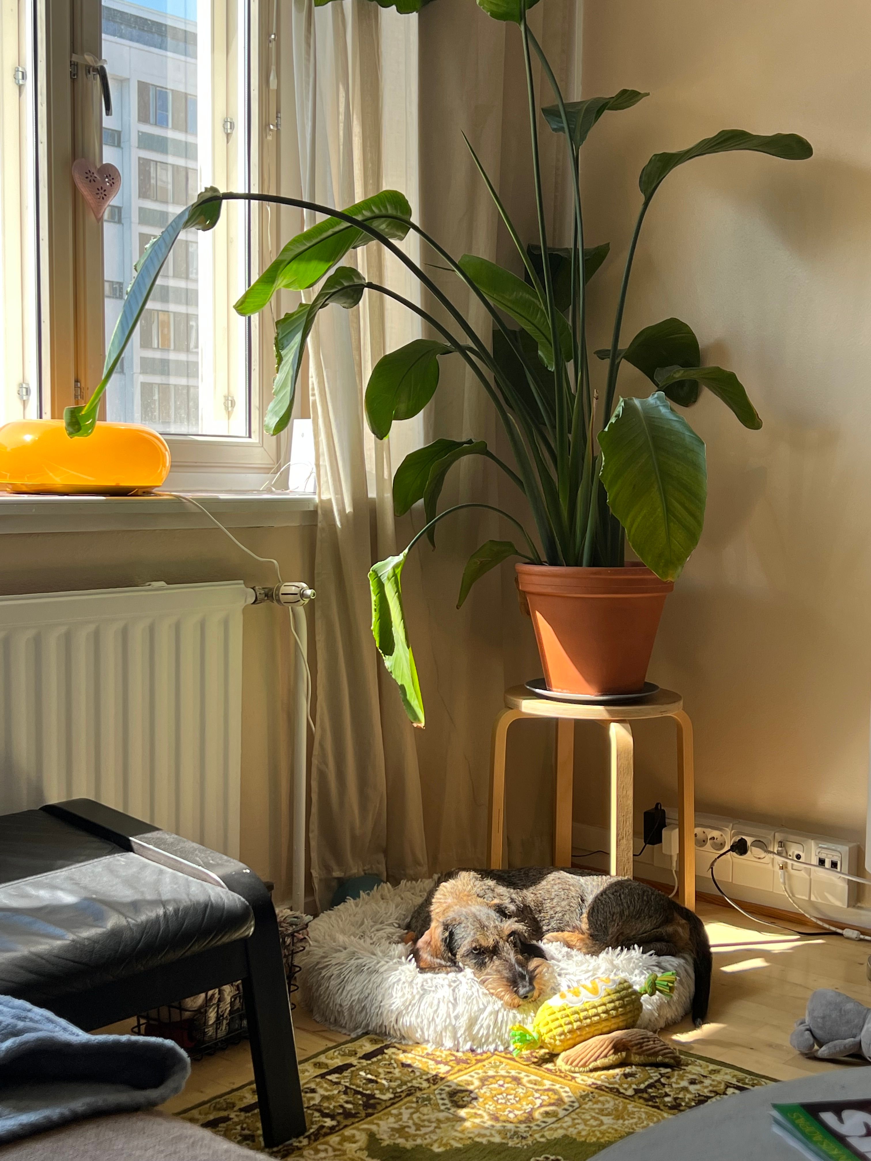 image-19
