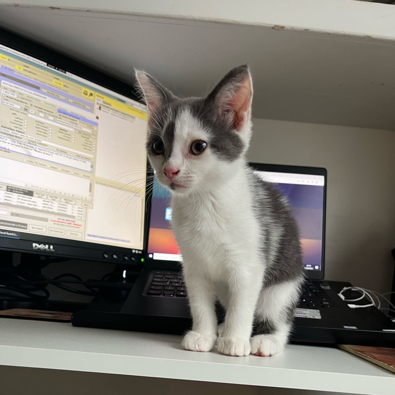 Doris