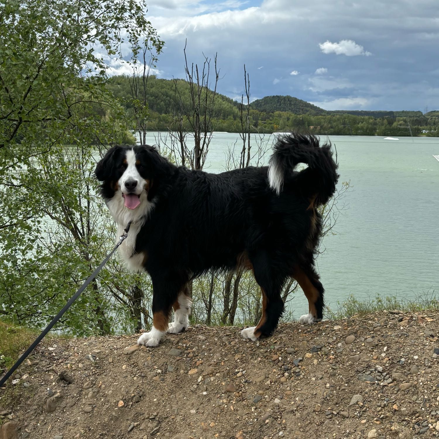Aspen