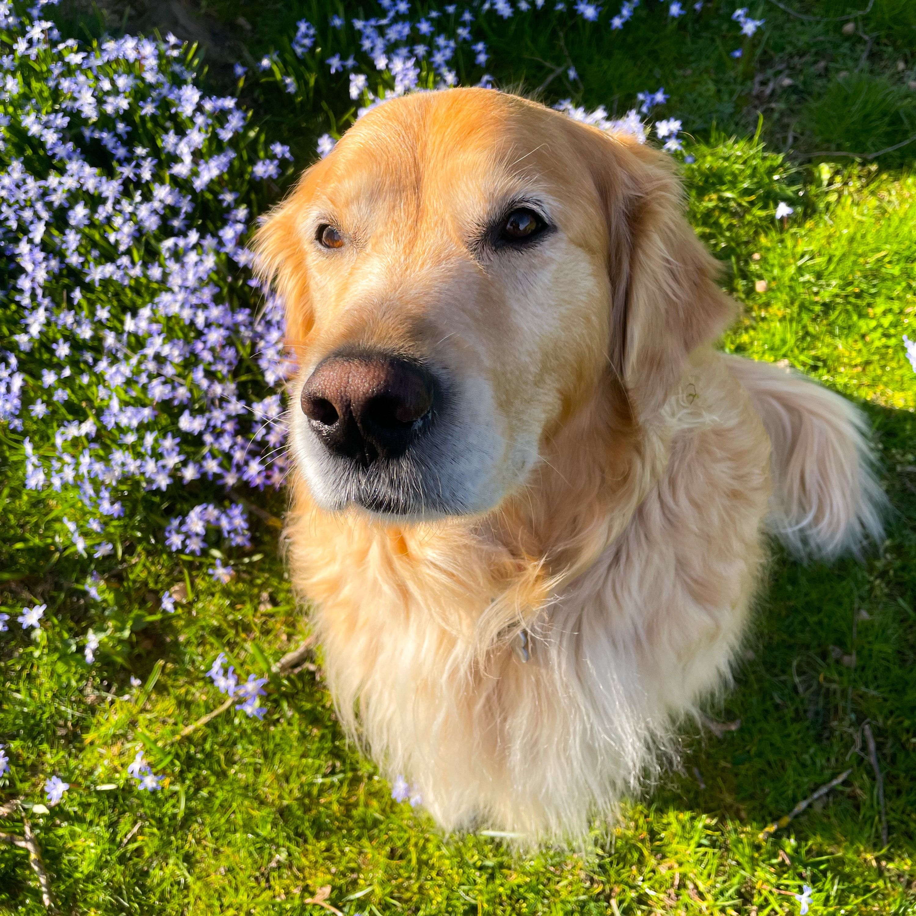 Cooper