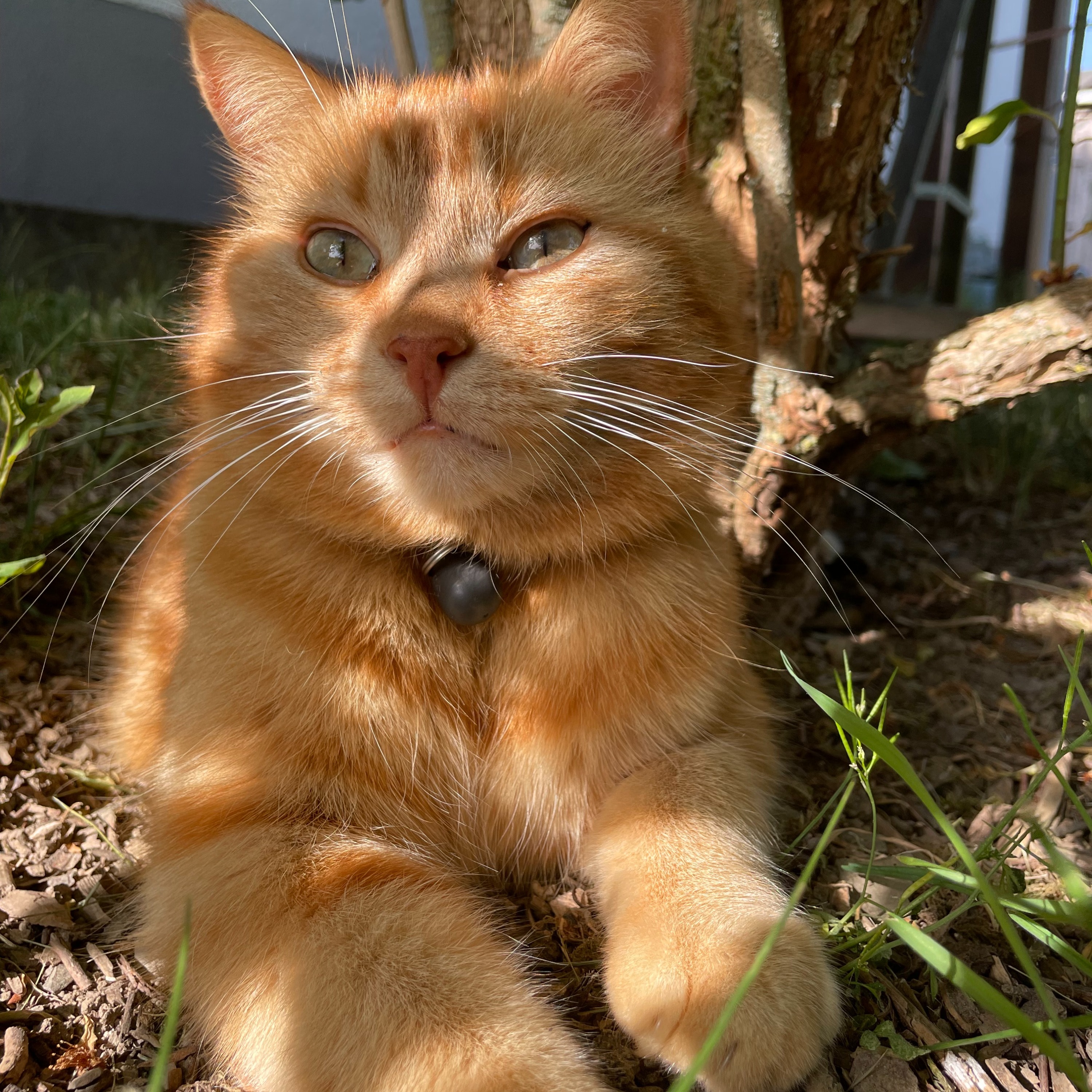 Rusty