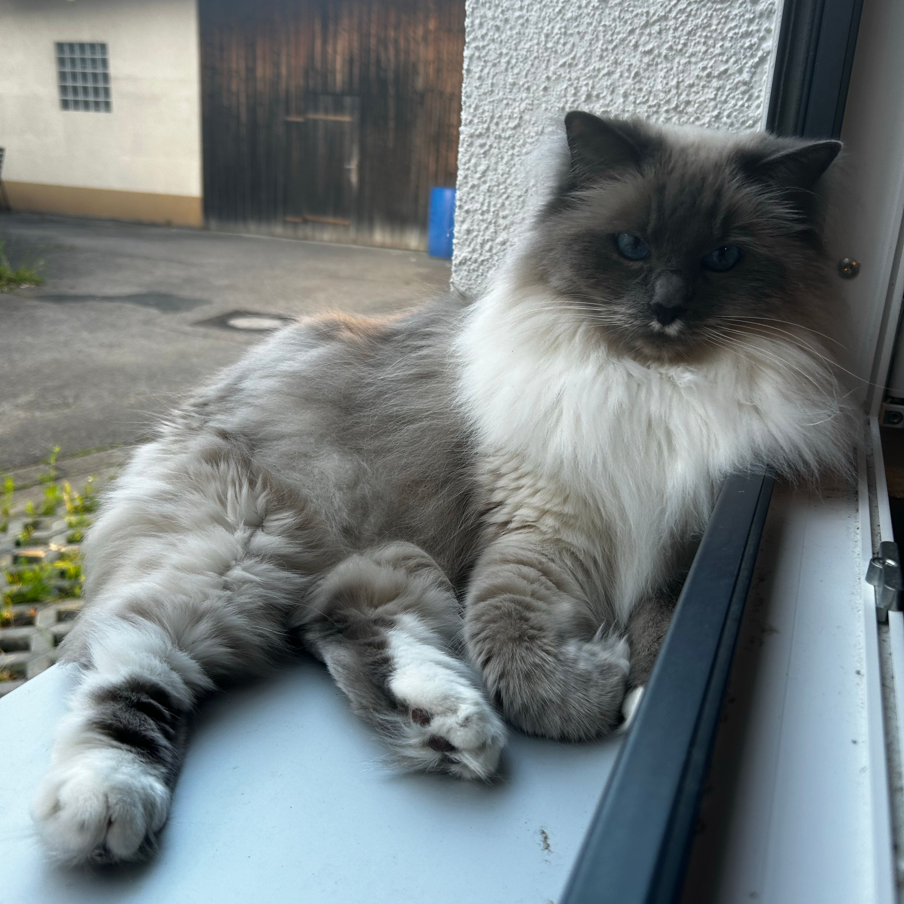 Marley