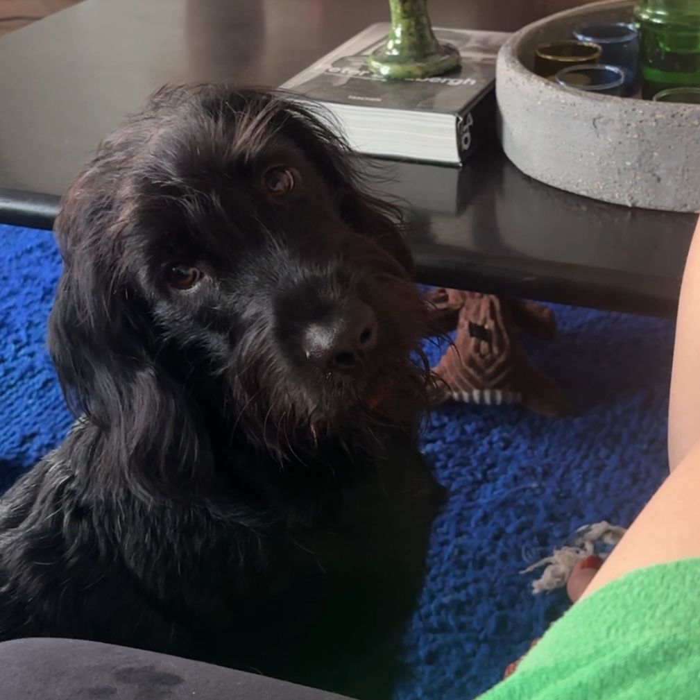 Frankie