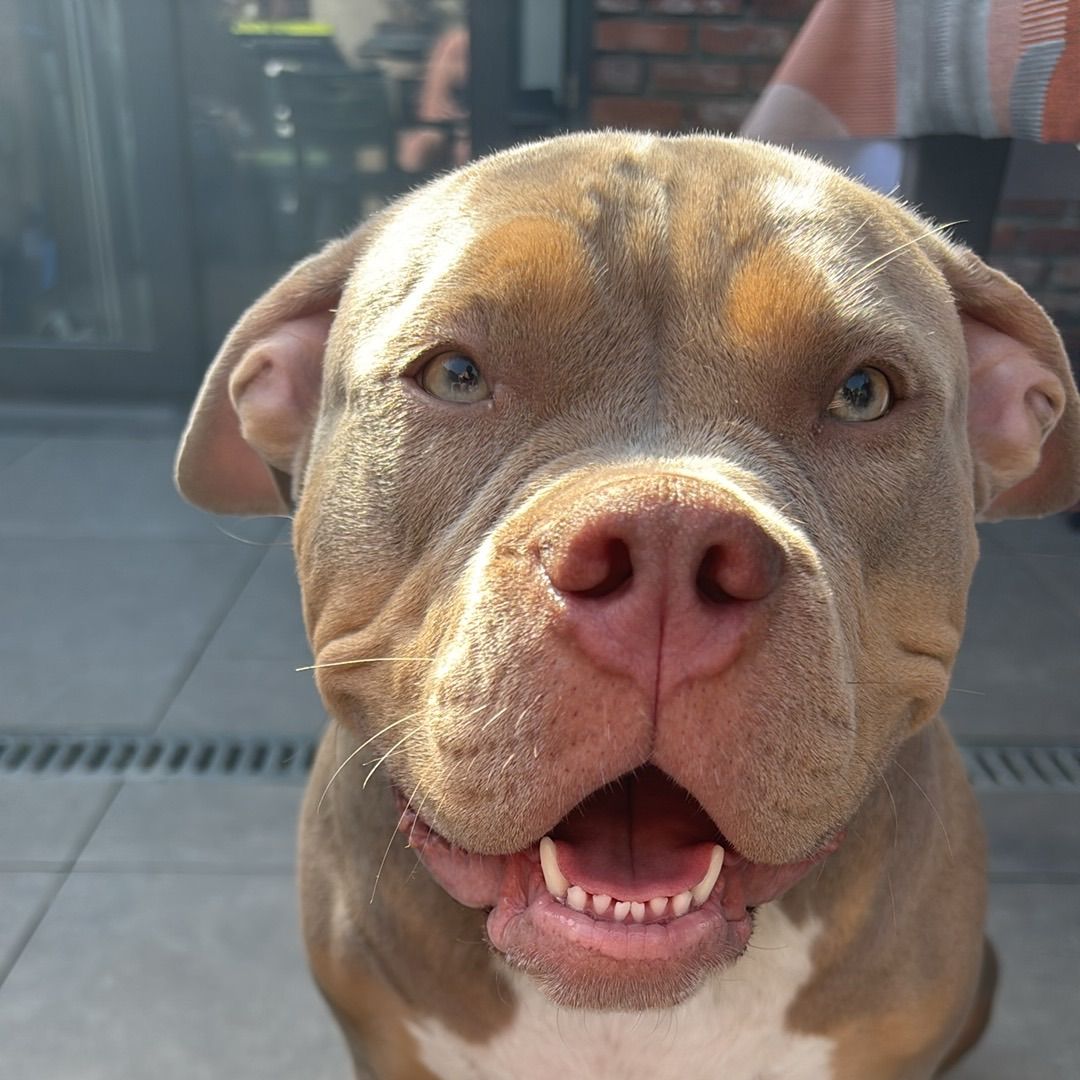 Nova