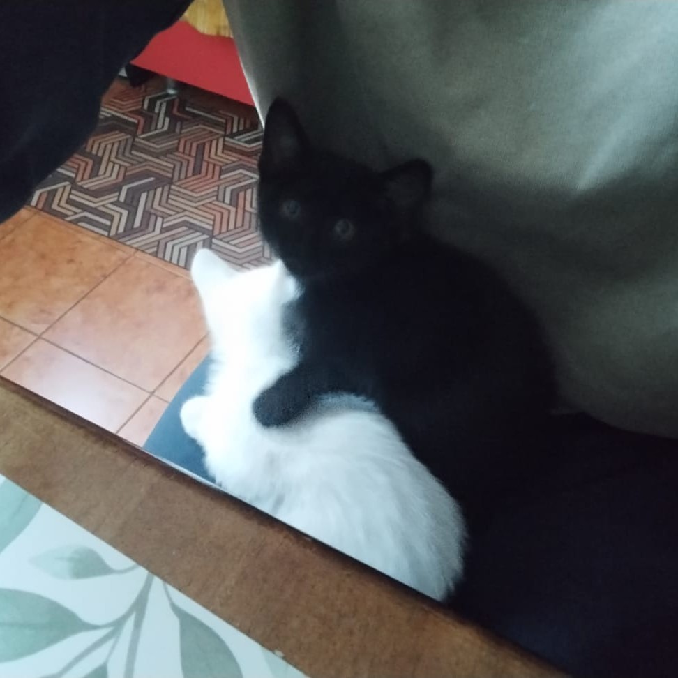 Pasquale e Simona