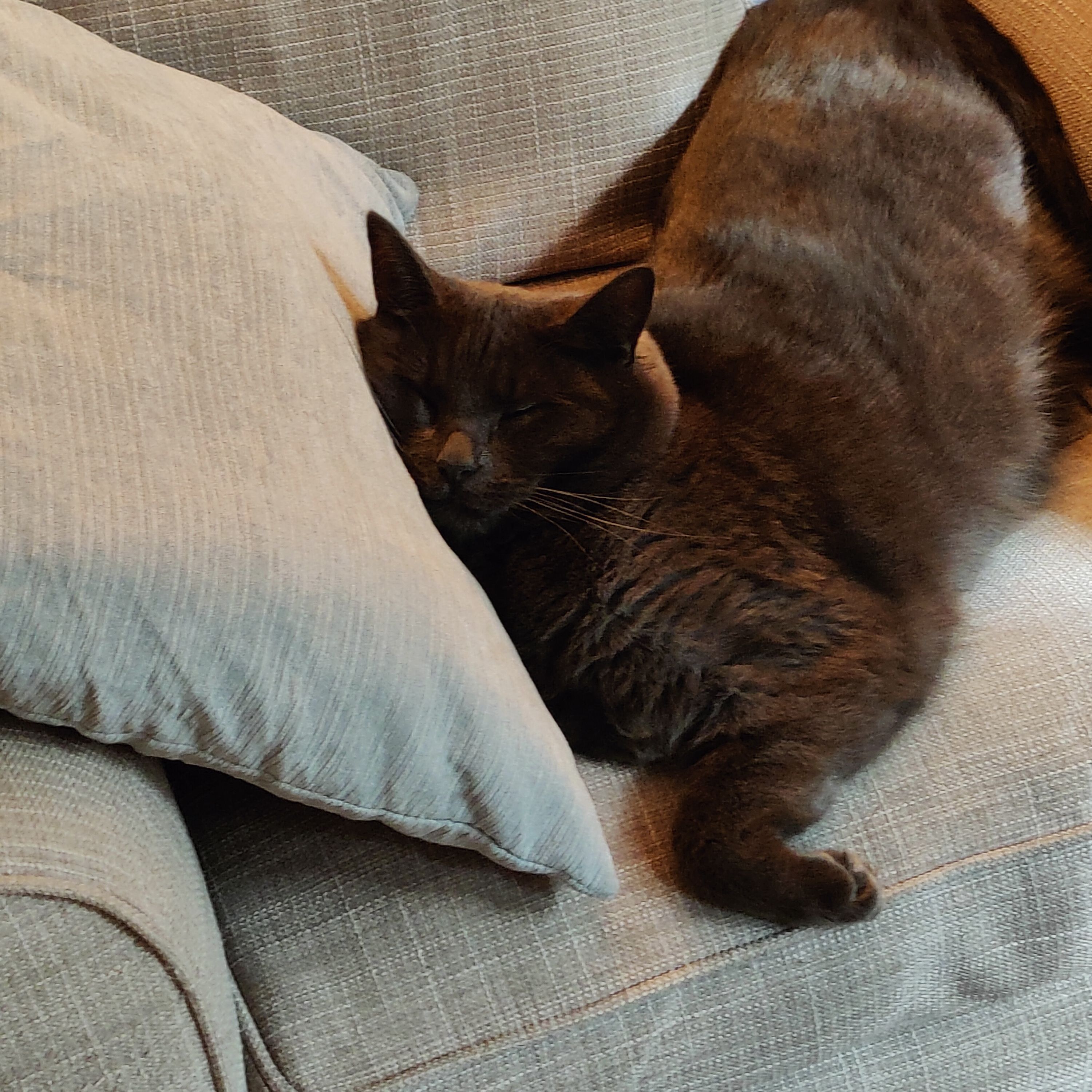 Pippa