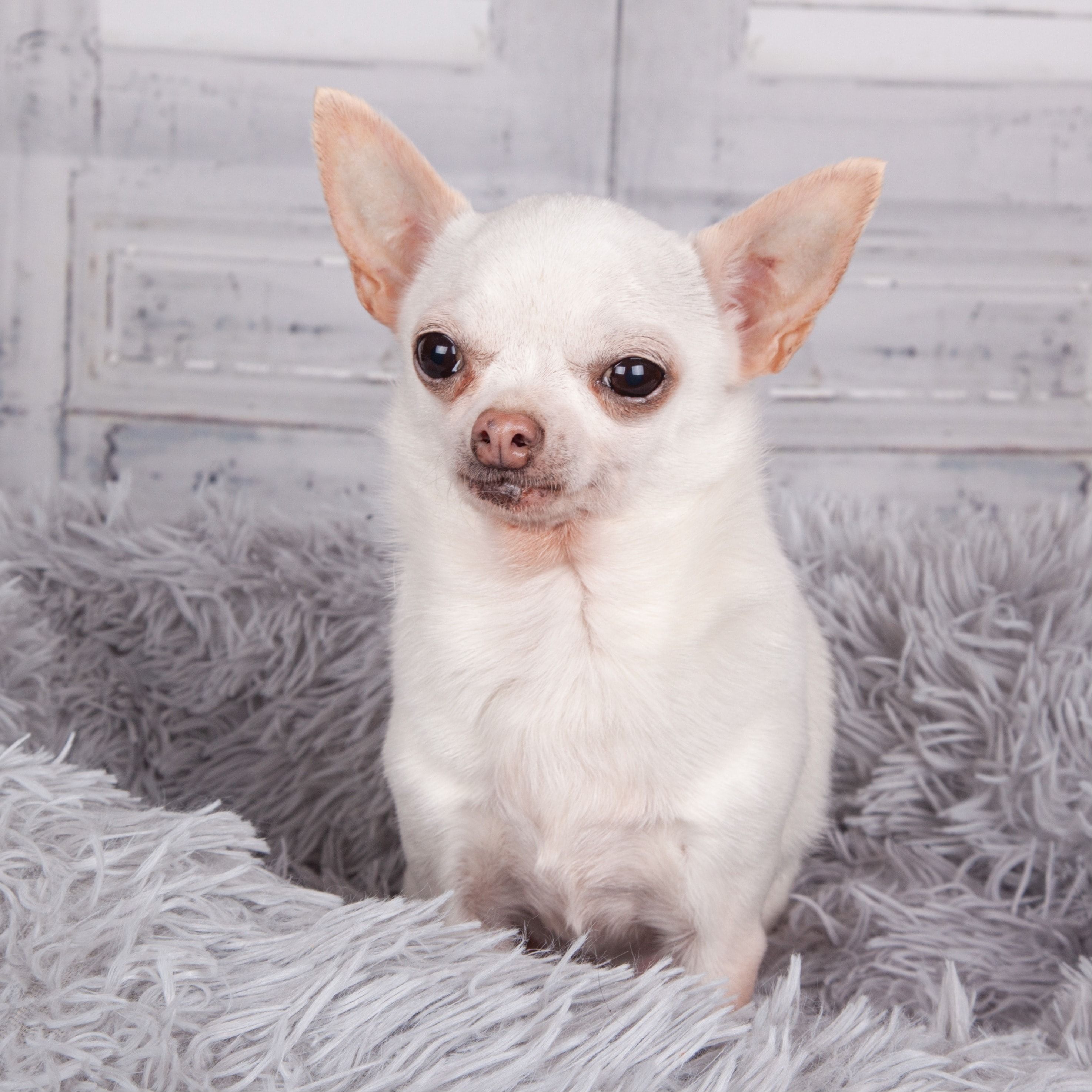 Yuki