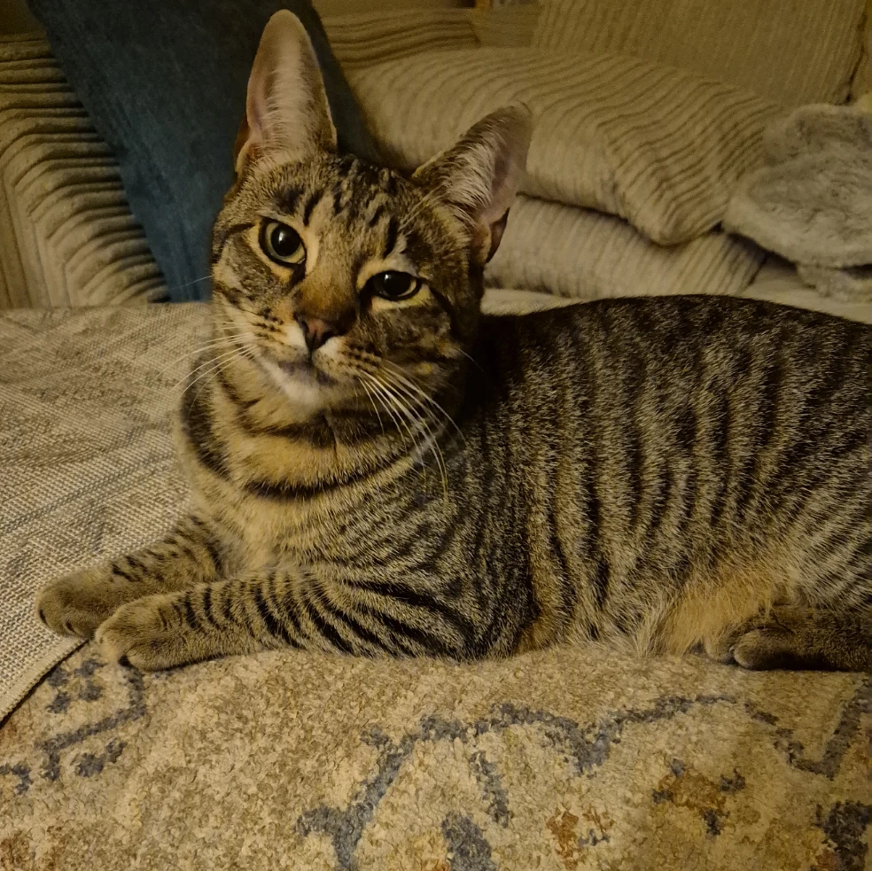 Ollie