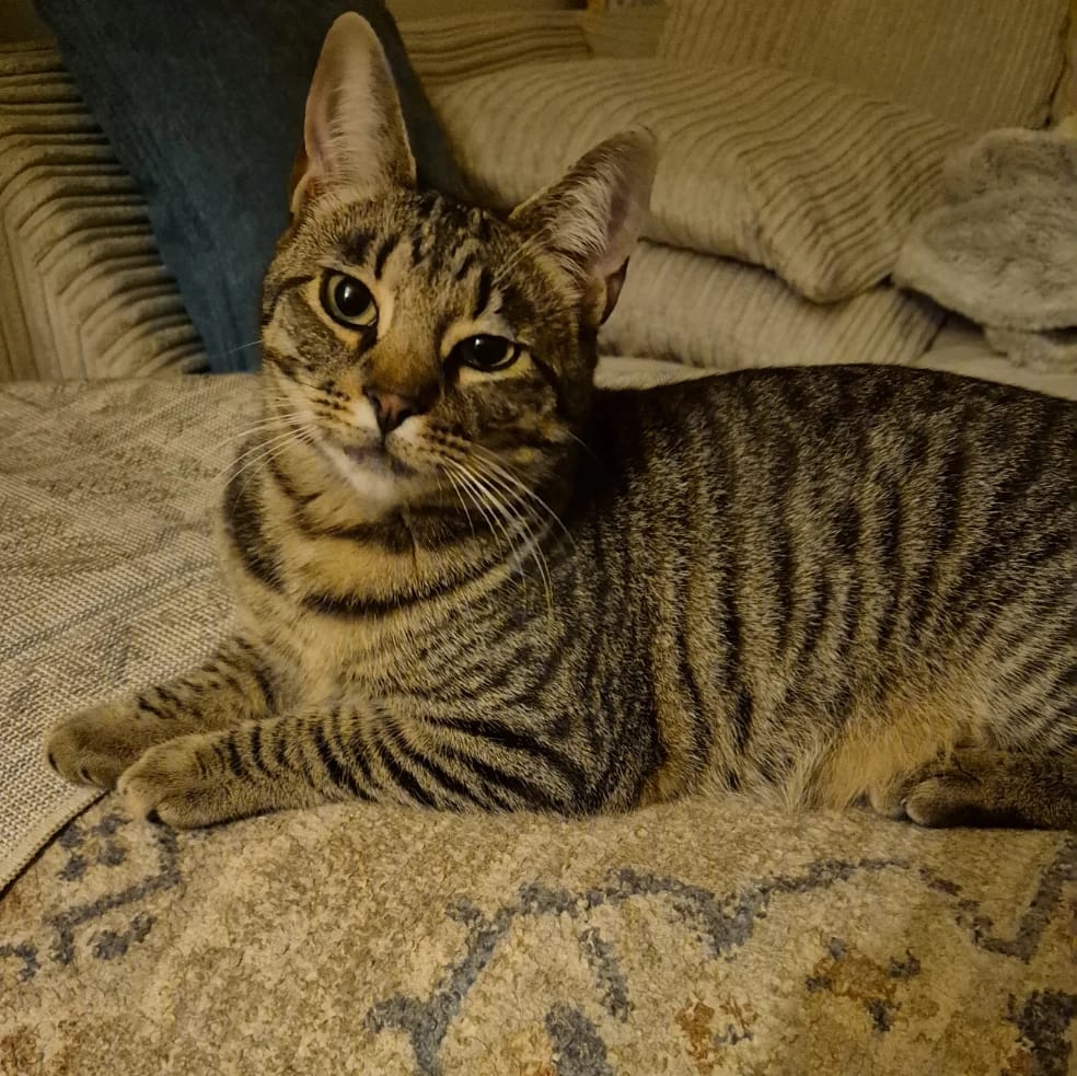 Ollie