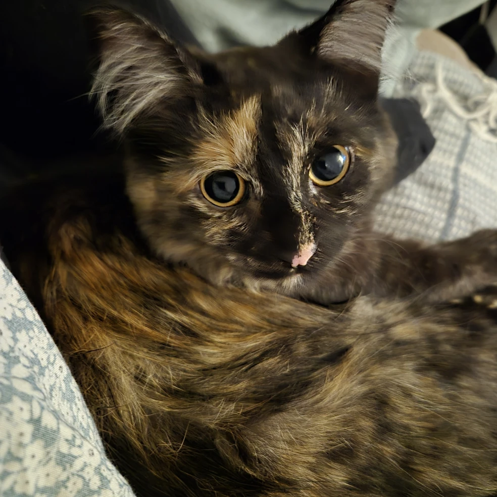 Nova 