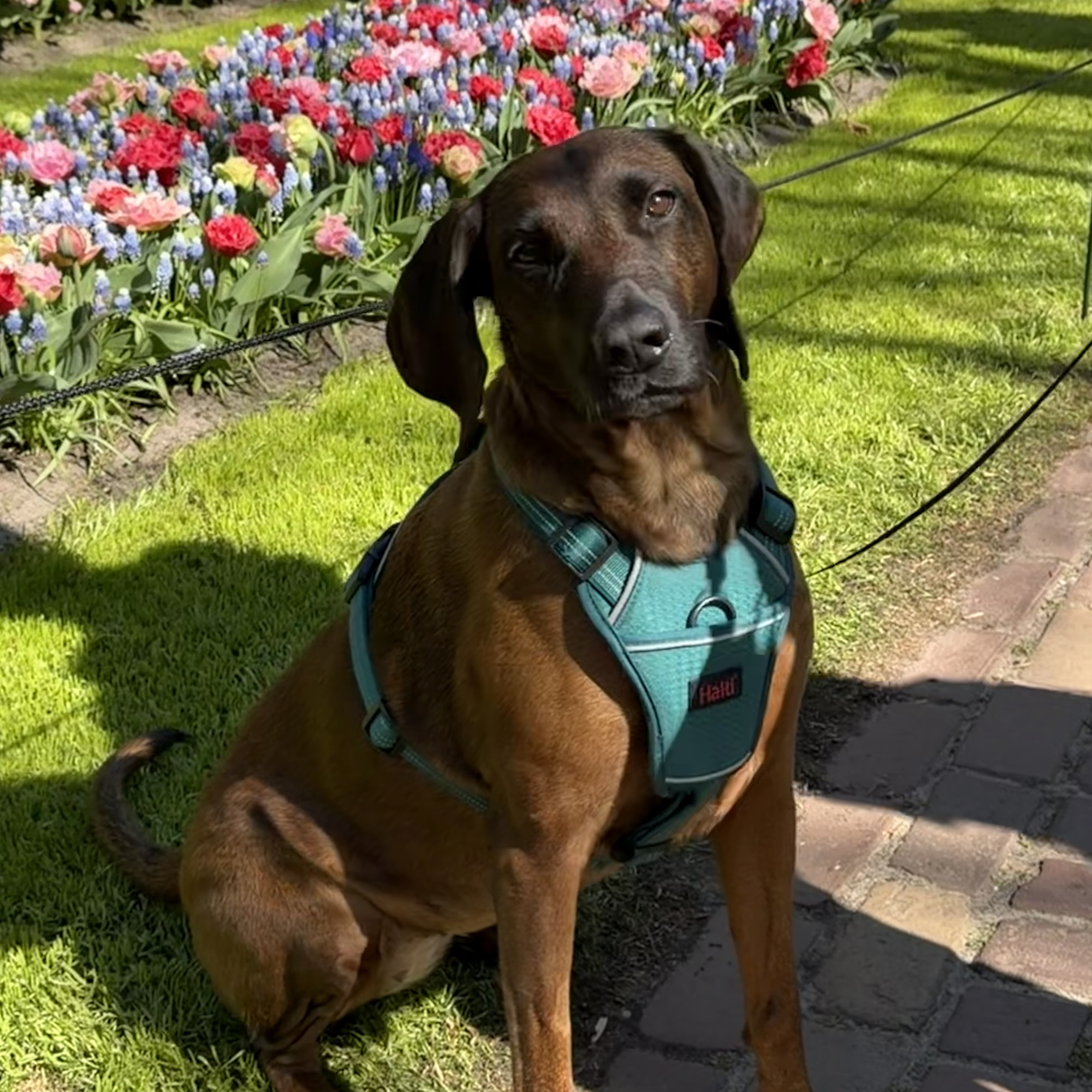 kora 