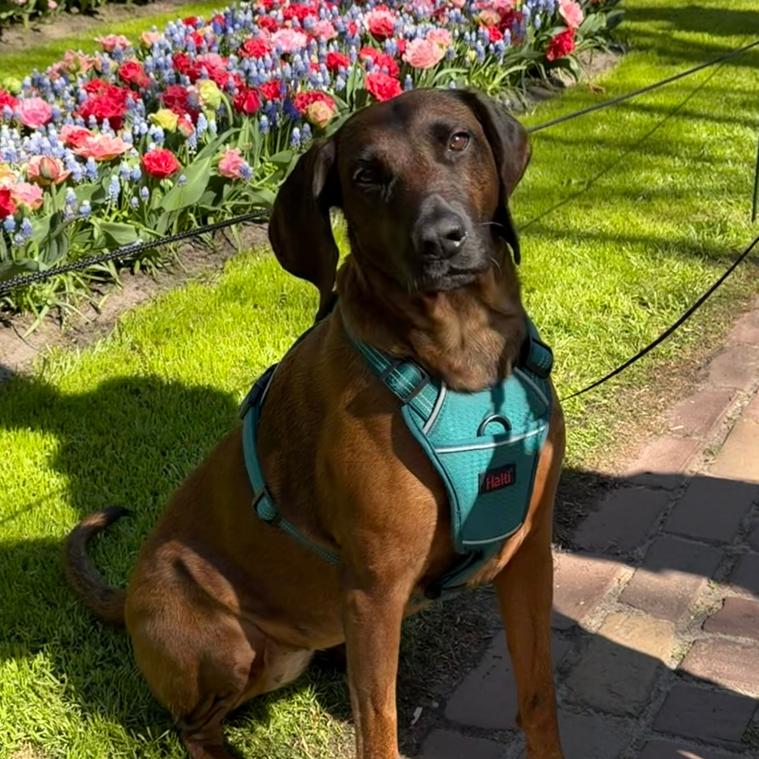 kora