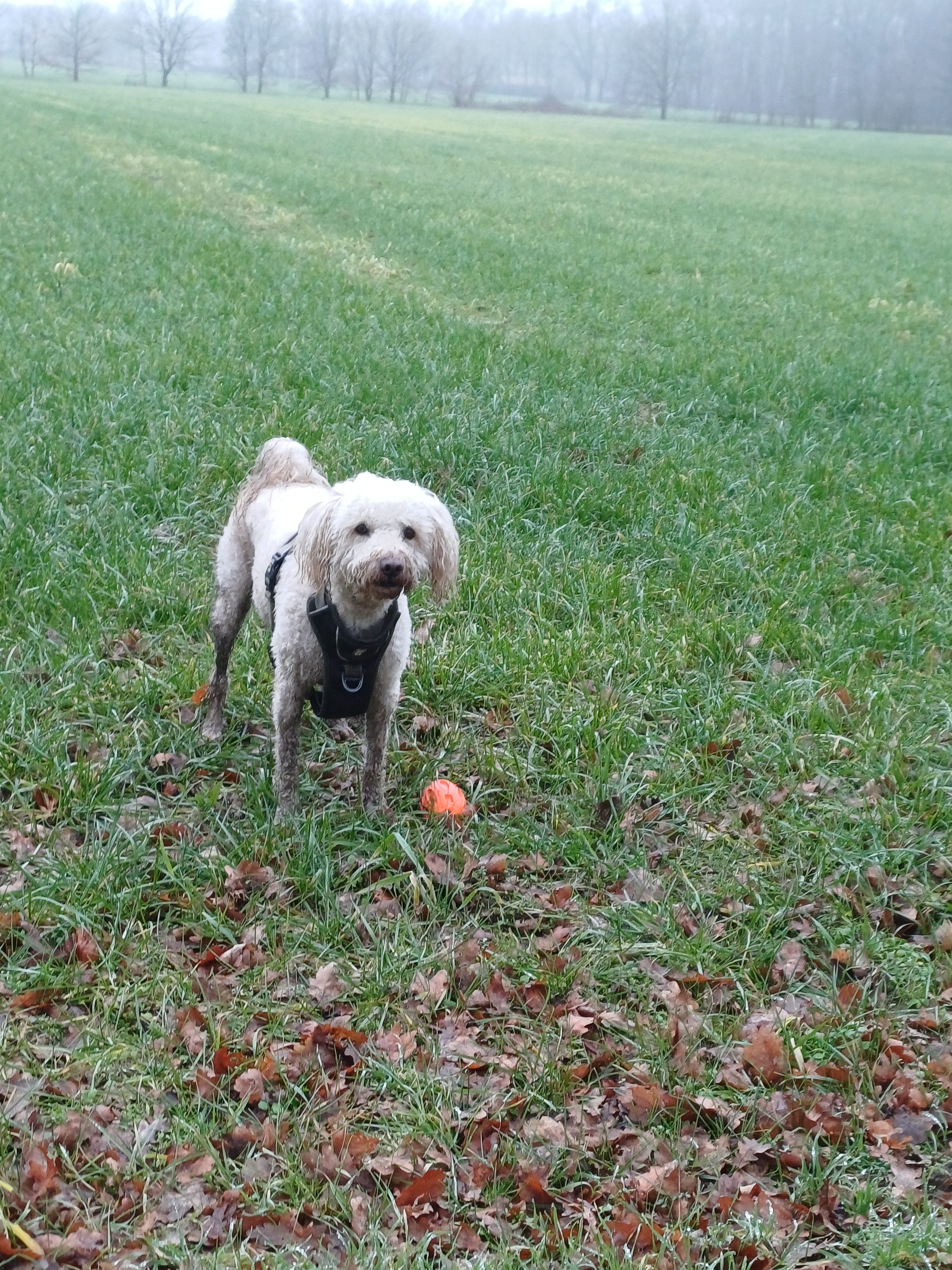 image-8