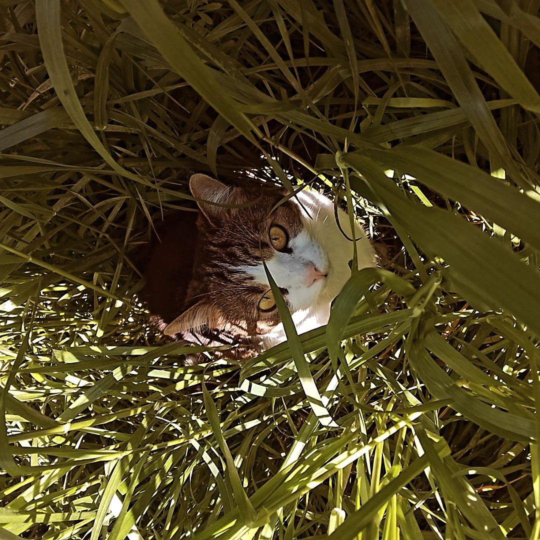 image-4