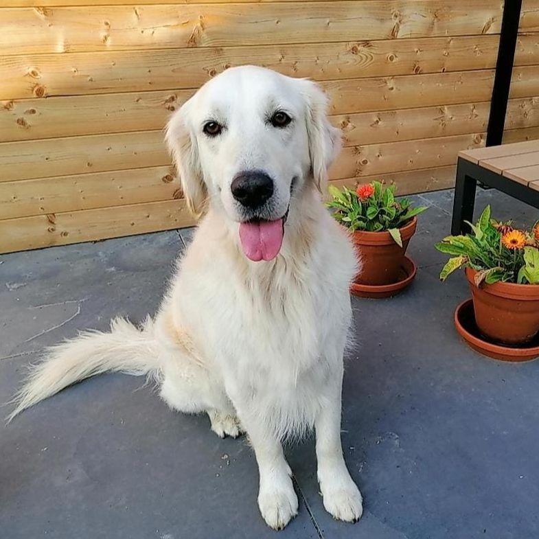 Balou