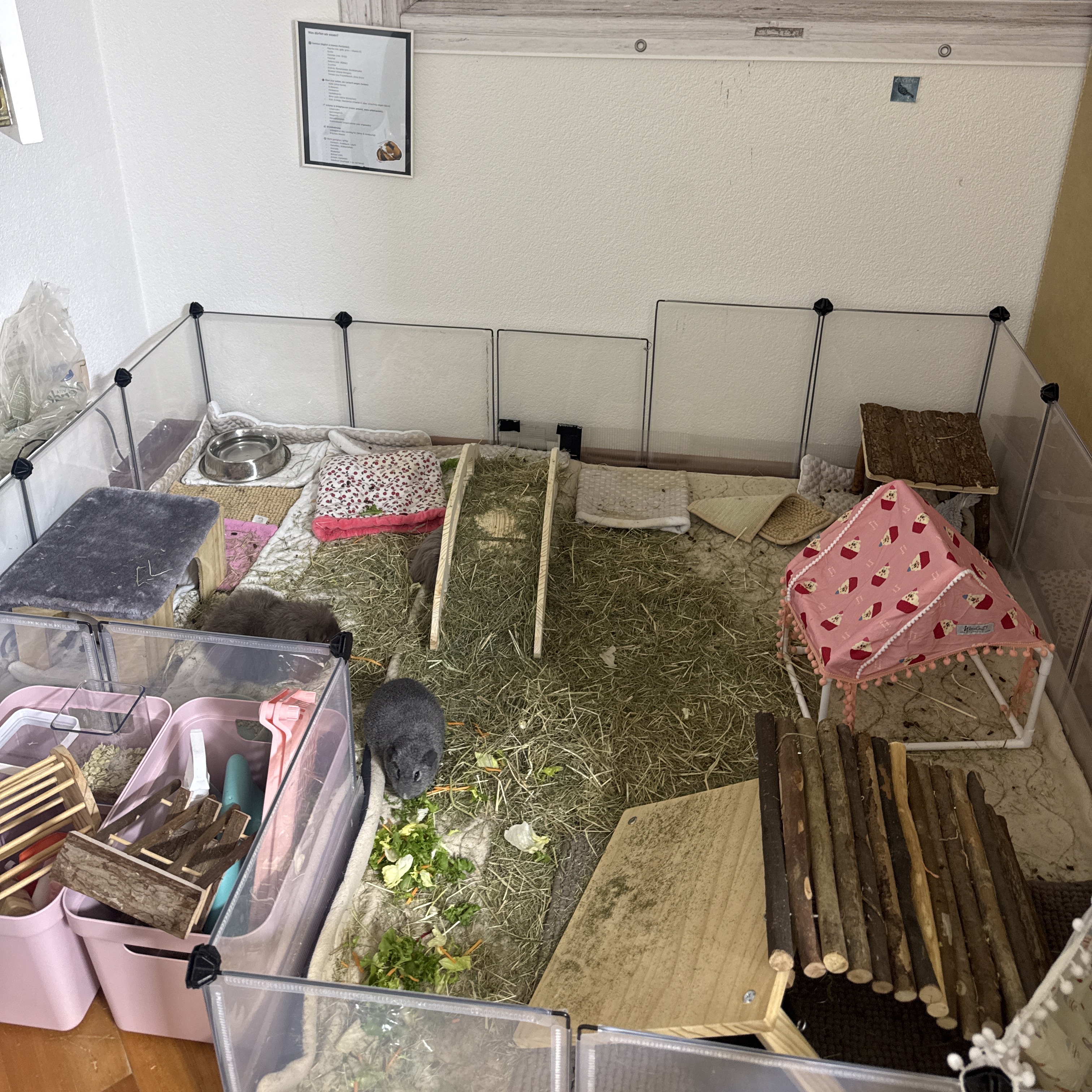 Wuschel, Phoebe, Bandita, Glizzy