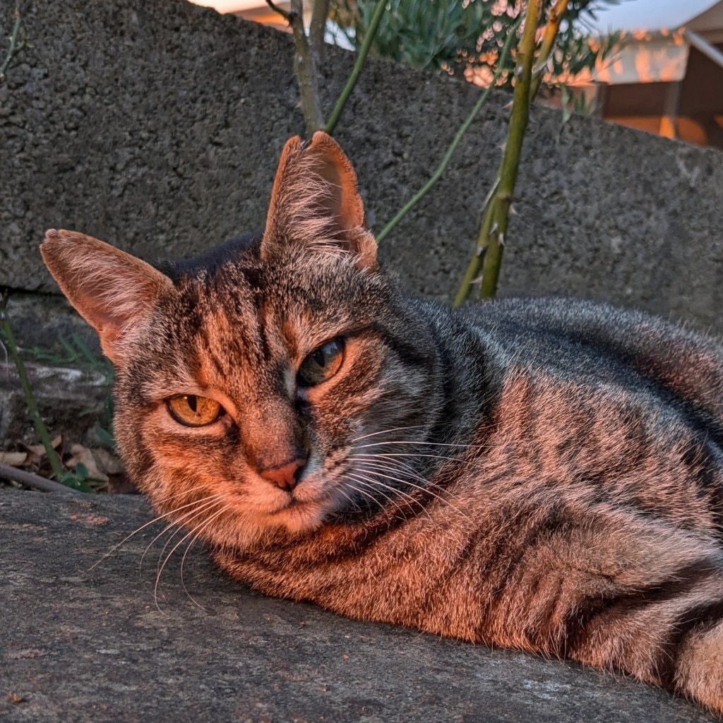 Tacca