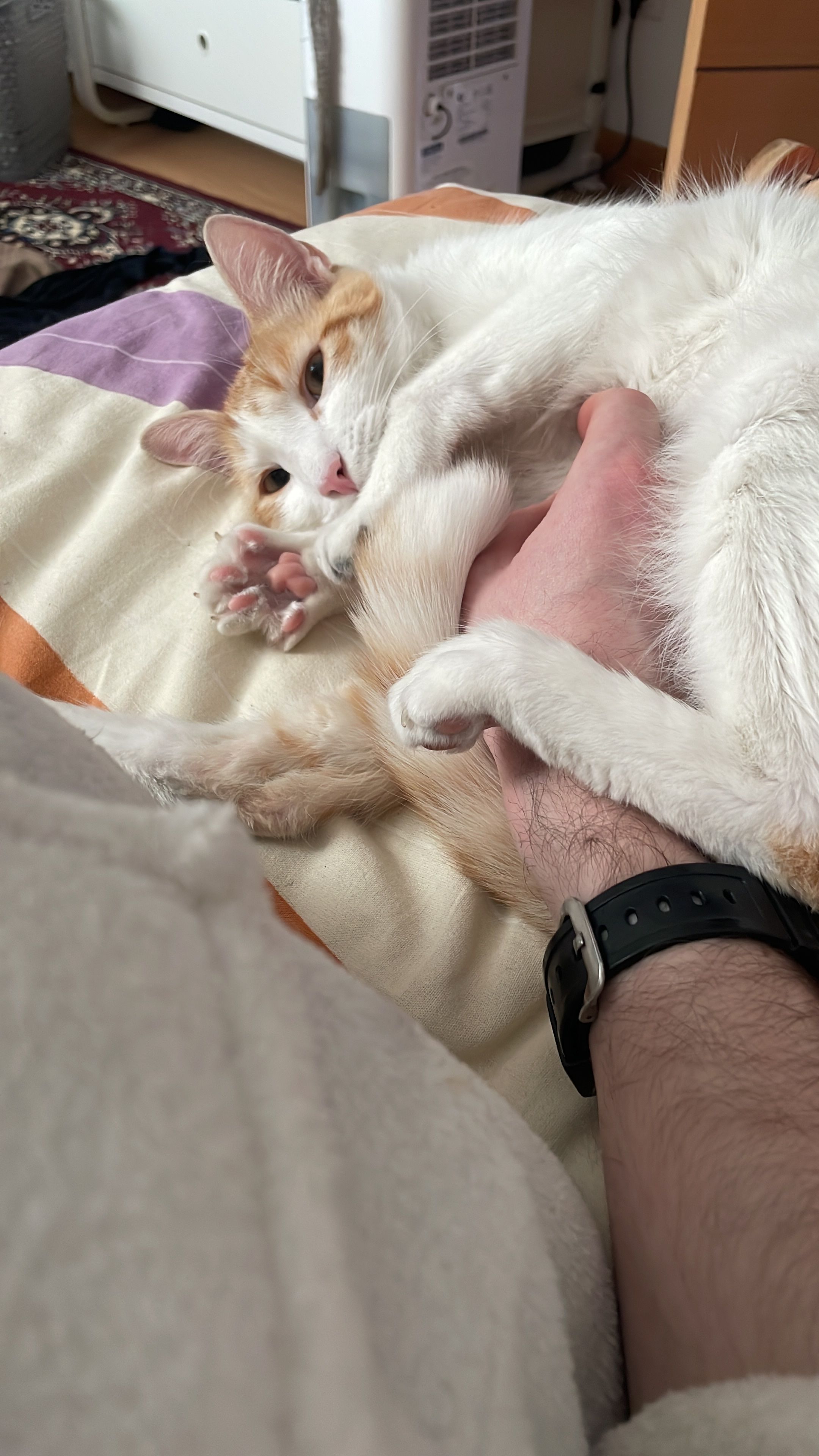 image-7