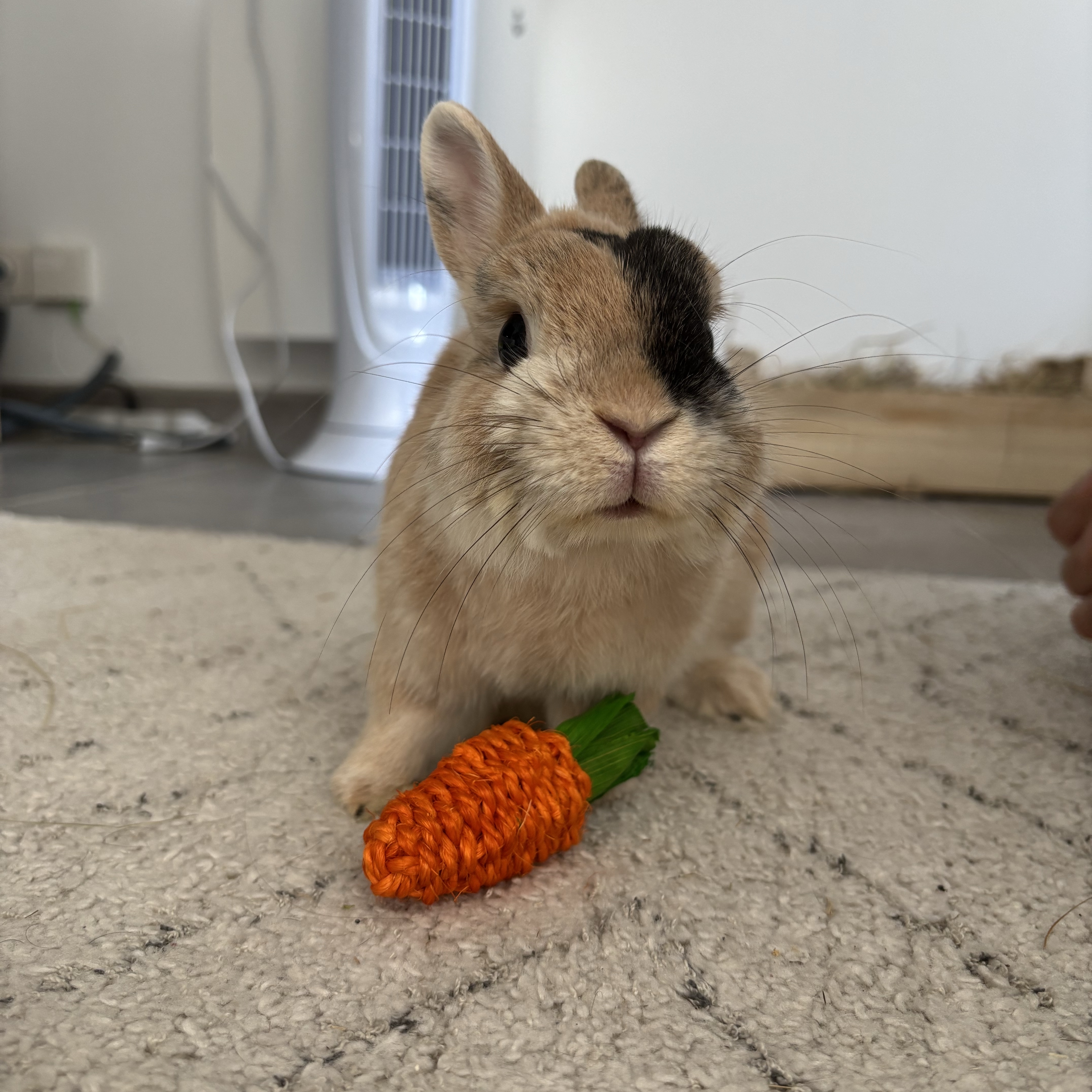 Pamplemousse 