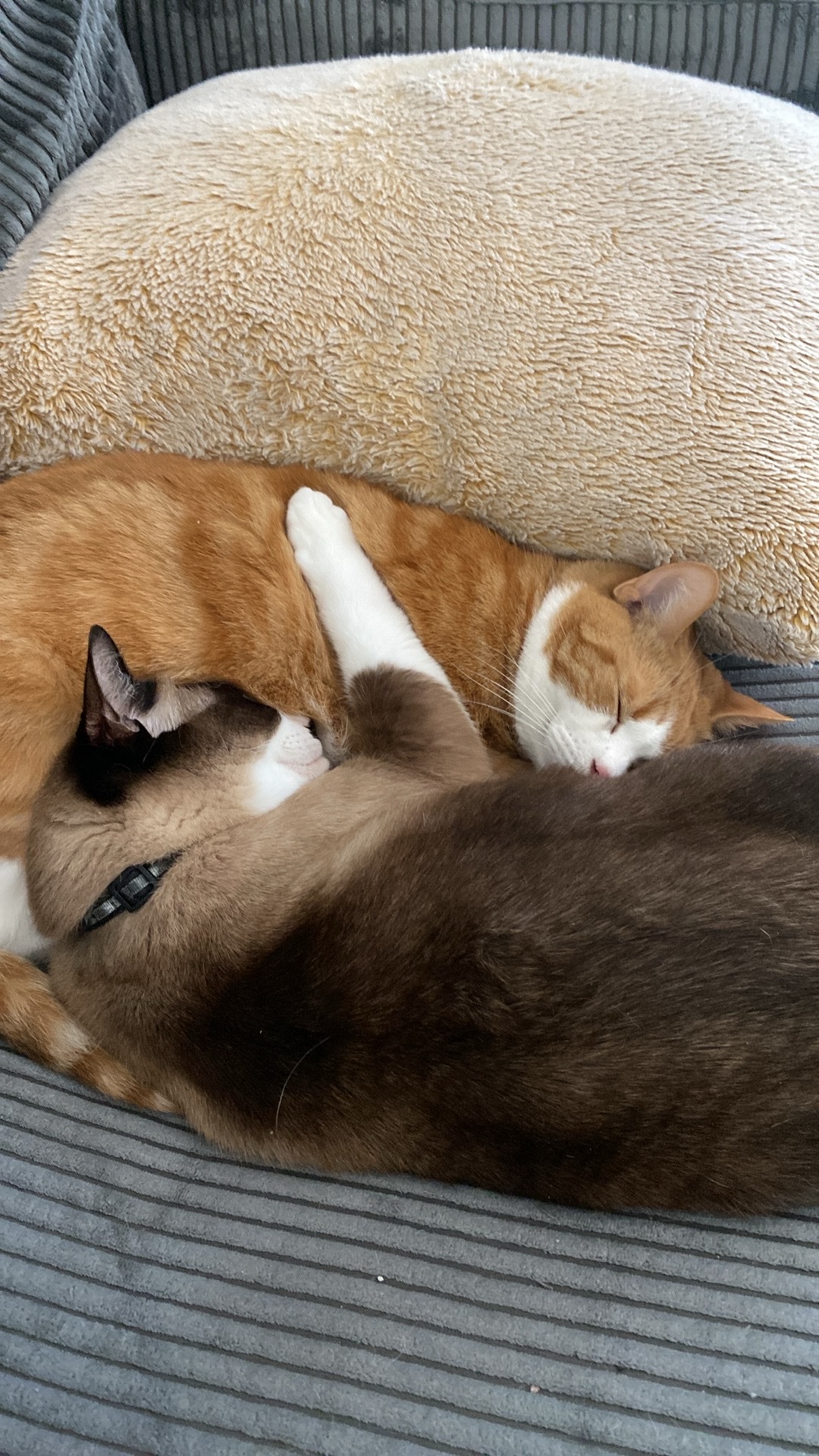 image-10