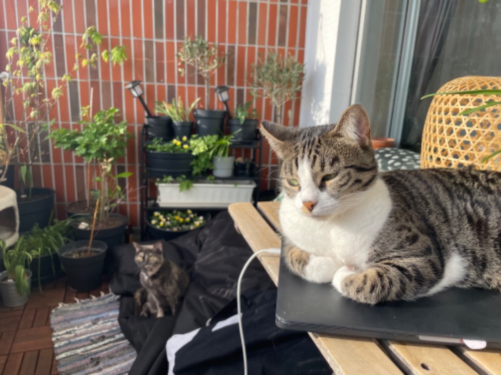 image-15