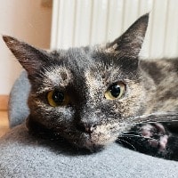 Sheena