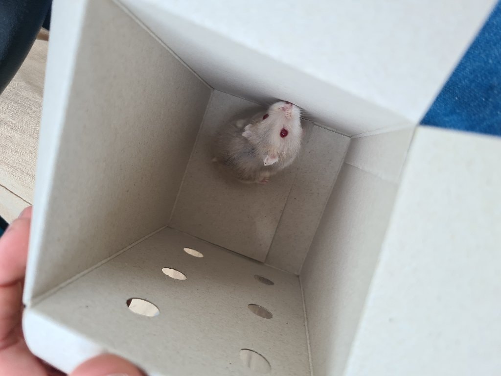 Paprika (criceto russo)