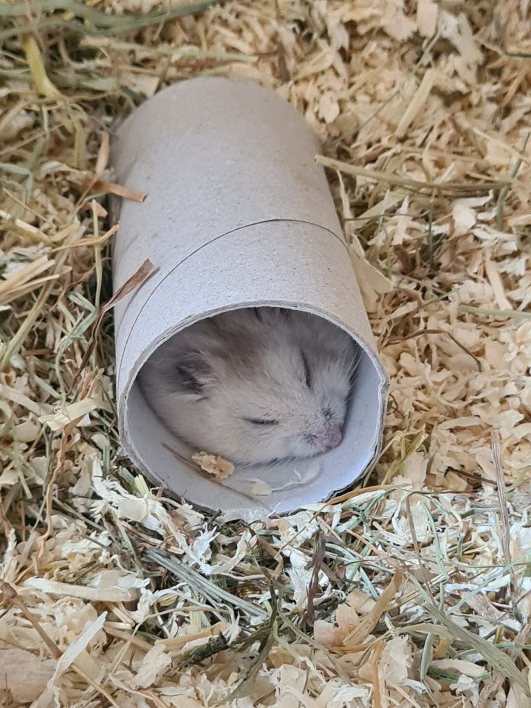 Tris (criceto russo)