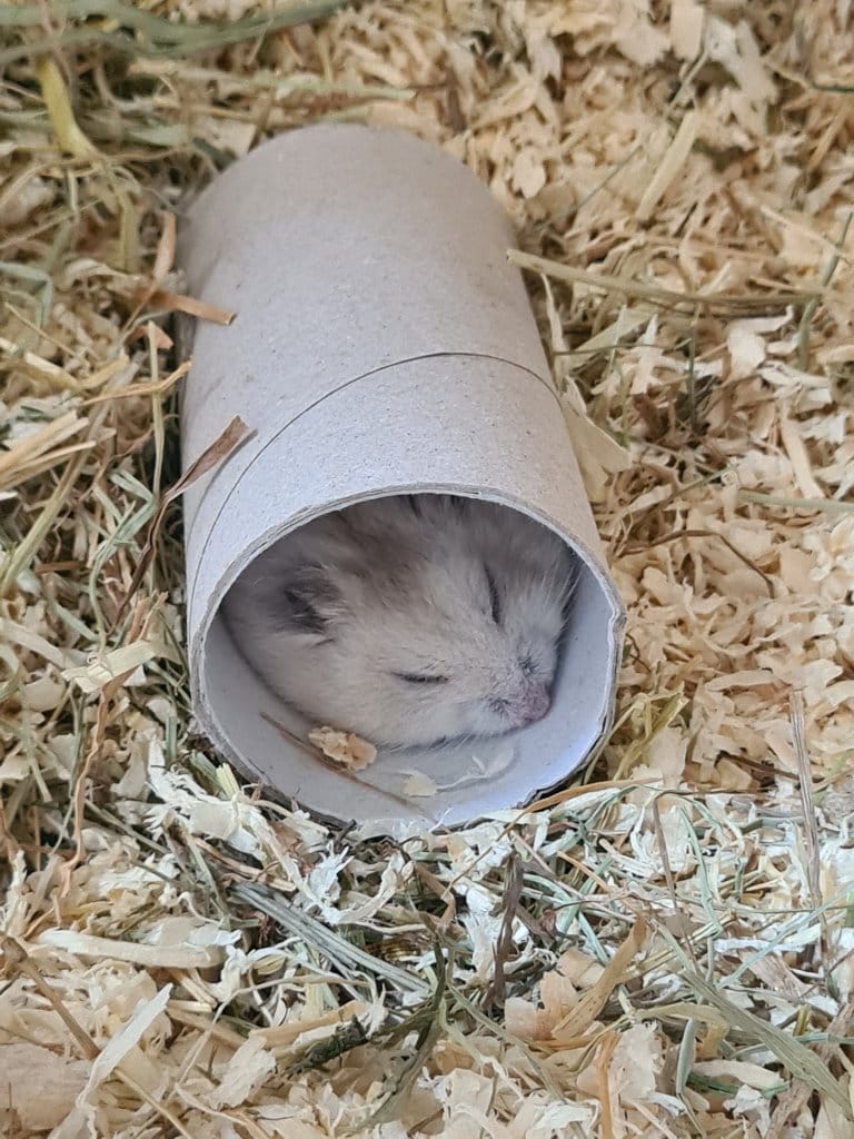 Tris (criceto russo)