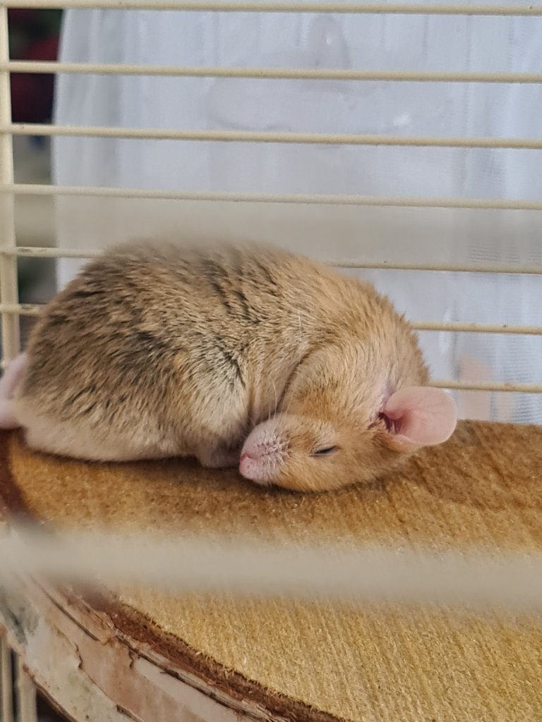 Ratencio (topolino domestico)