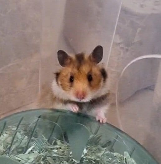 Baloon (criceto dorato)