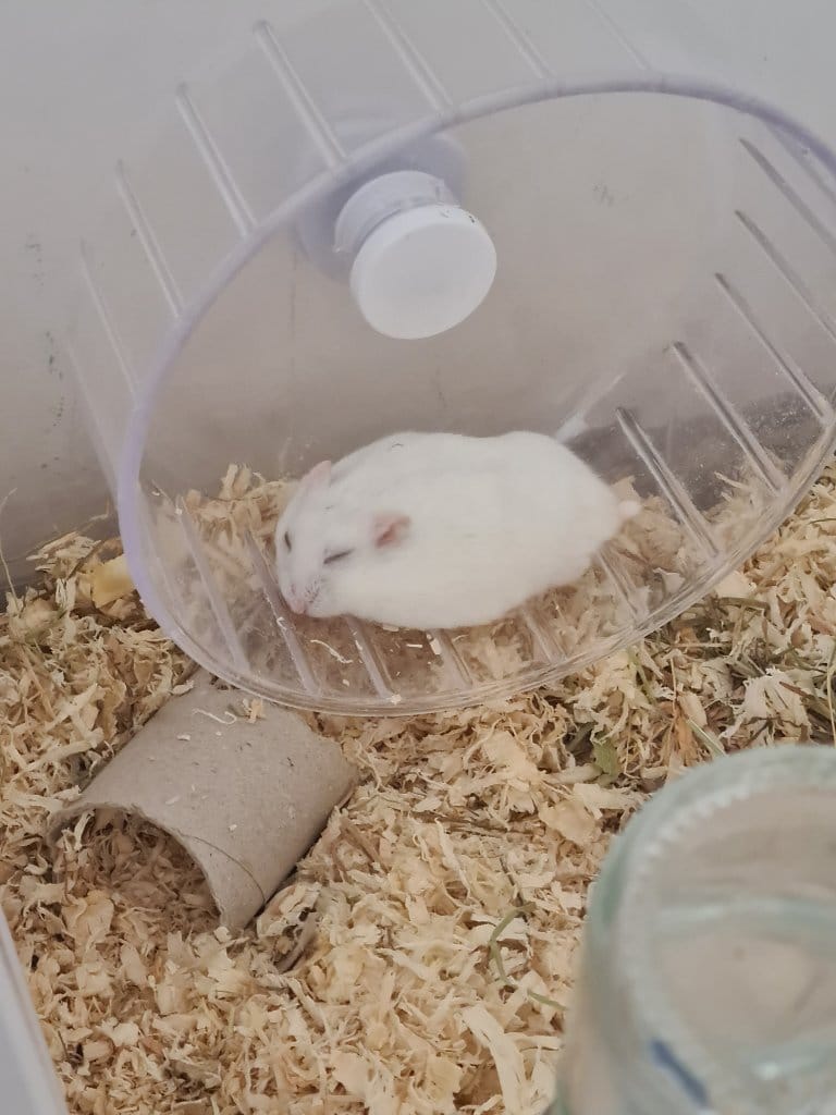 Criceta / MOP (criceto russo)