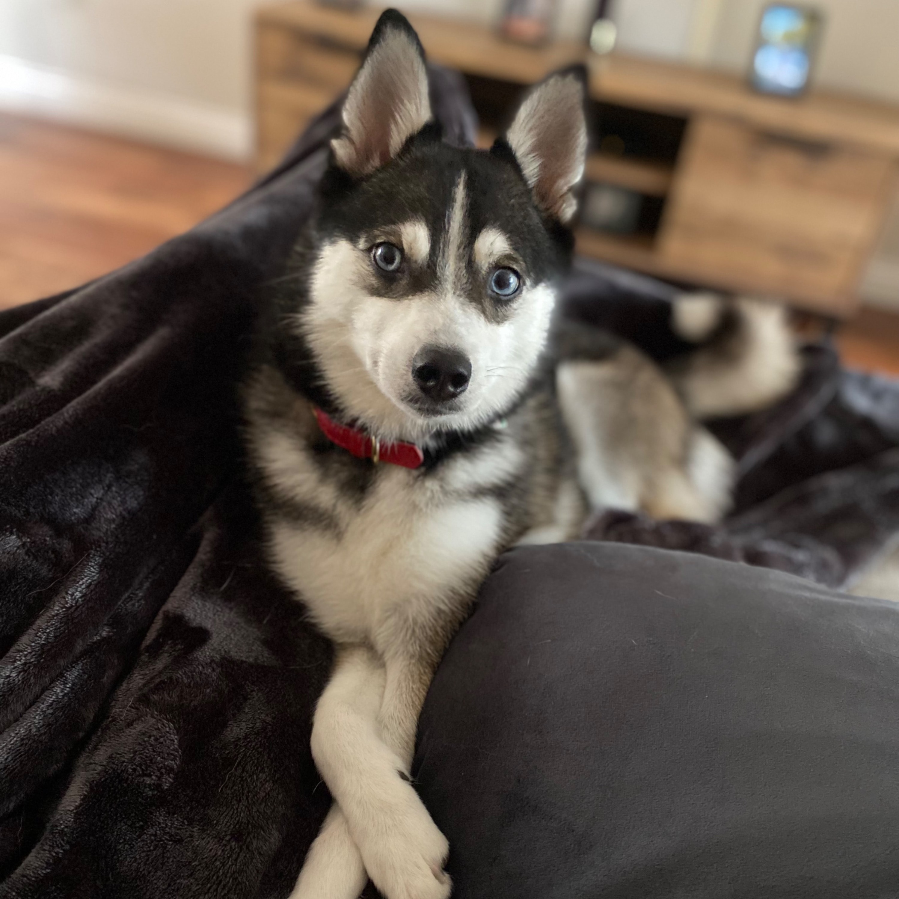 Gigi