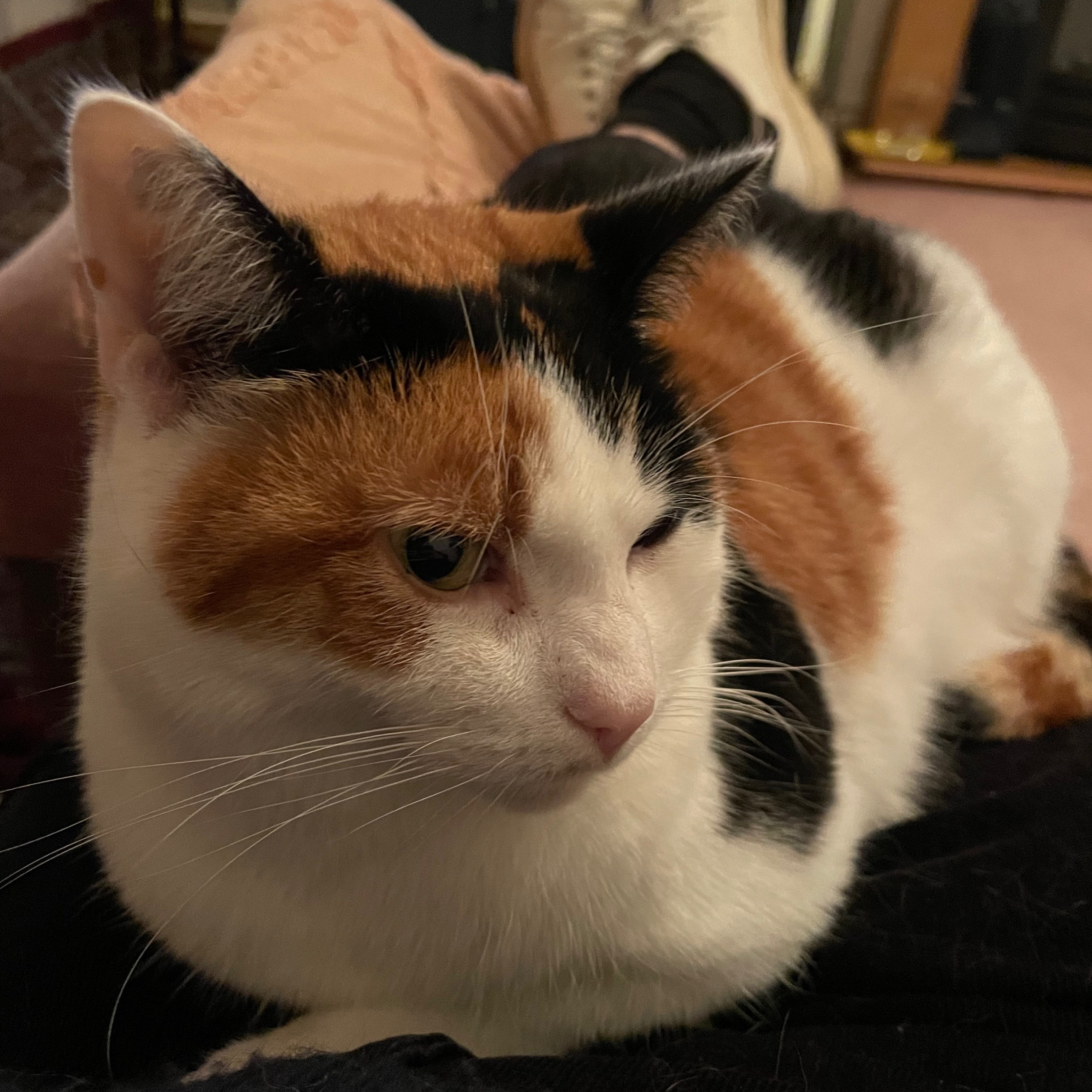 Ginger